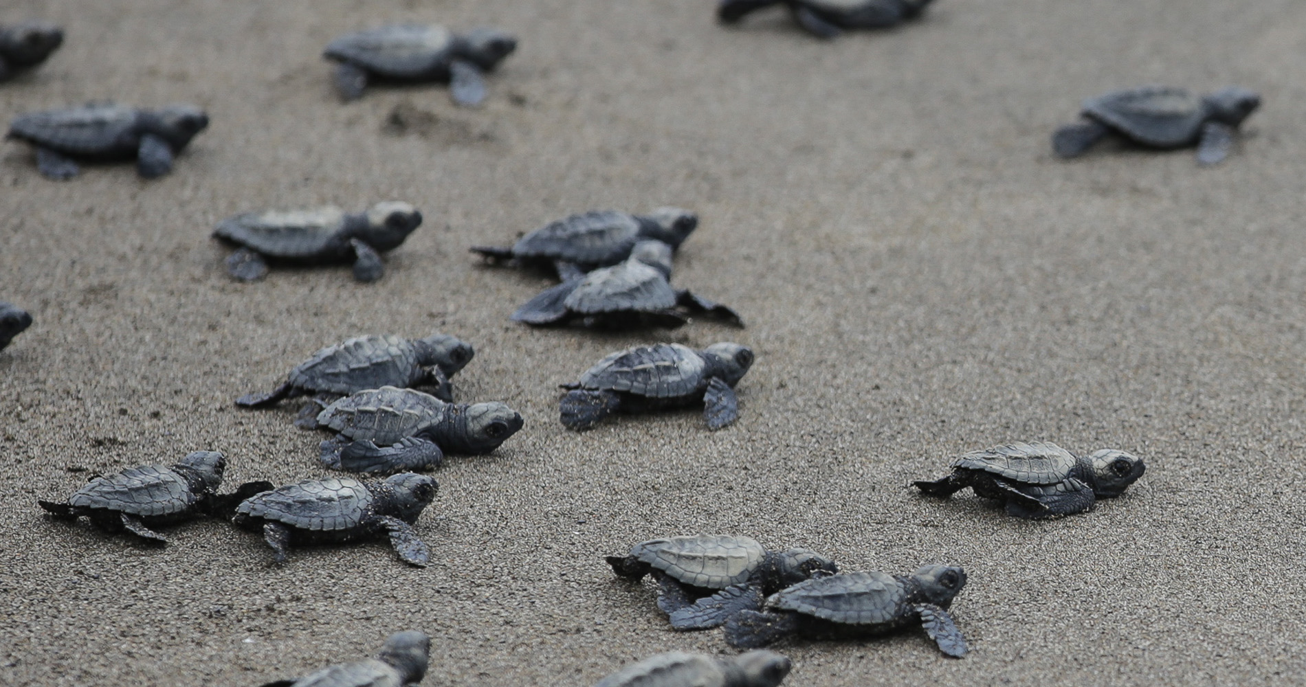 Les tortues femelles survivantes reviendront dans 18 ans poser leurs œufs sur cette plage