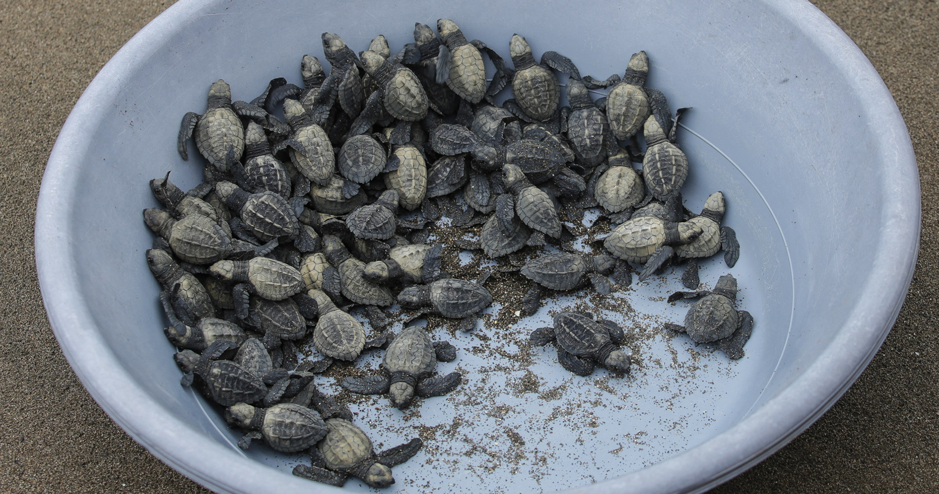 75 tortues attendent d’être libérées