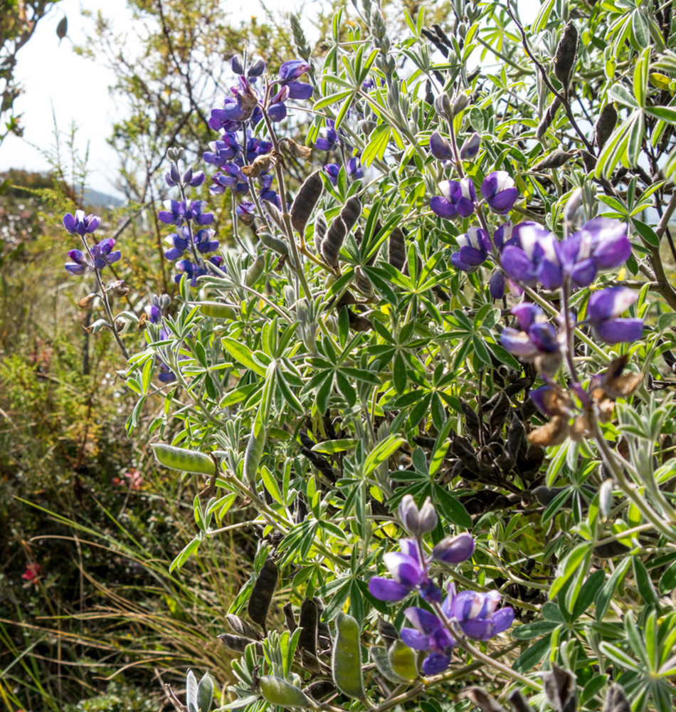 Fleurs  Lagune de Cuicocha