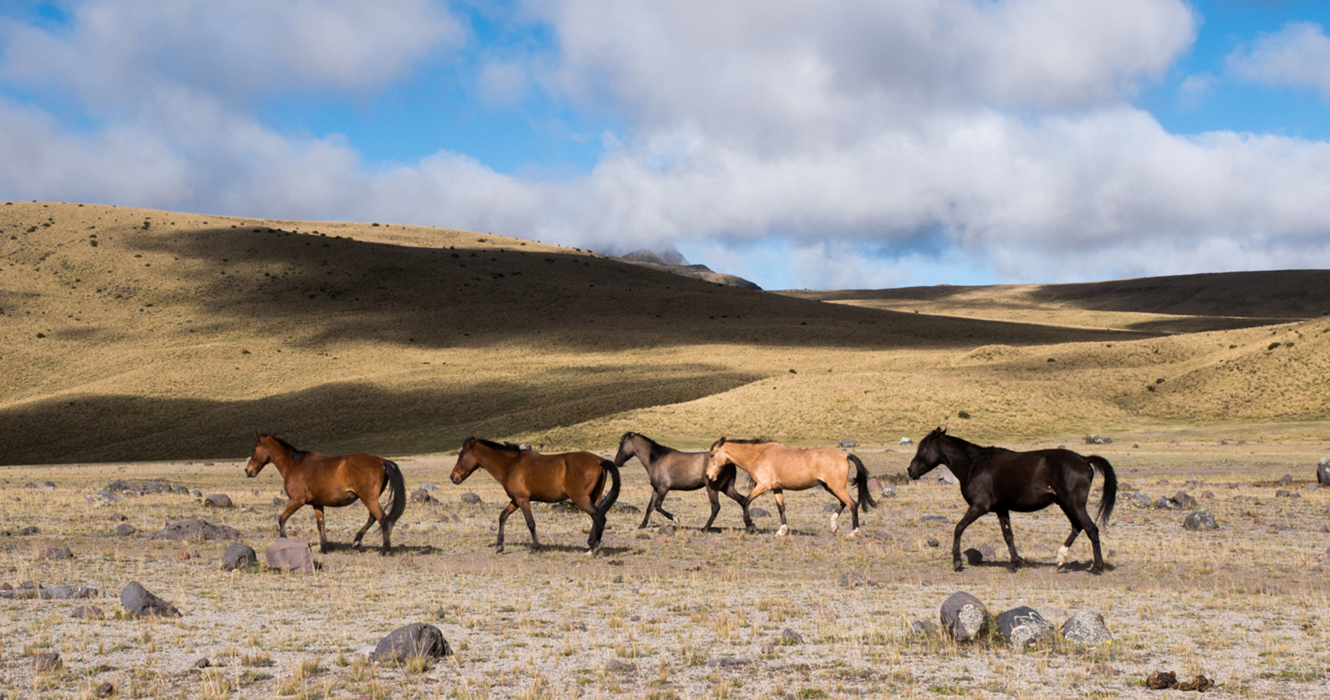 Cotopaxi