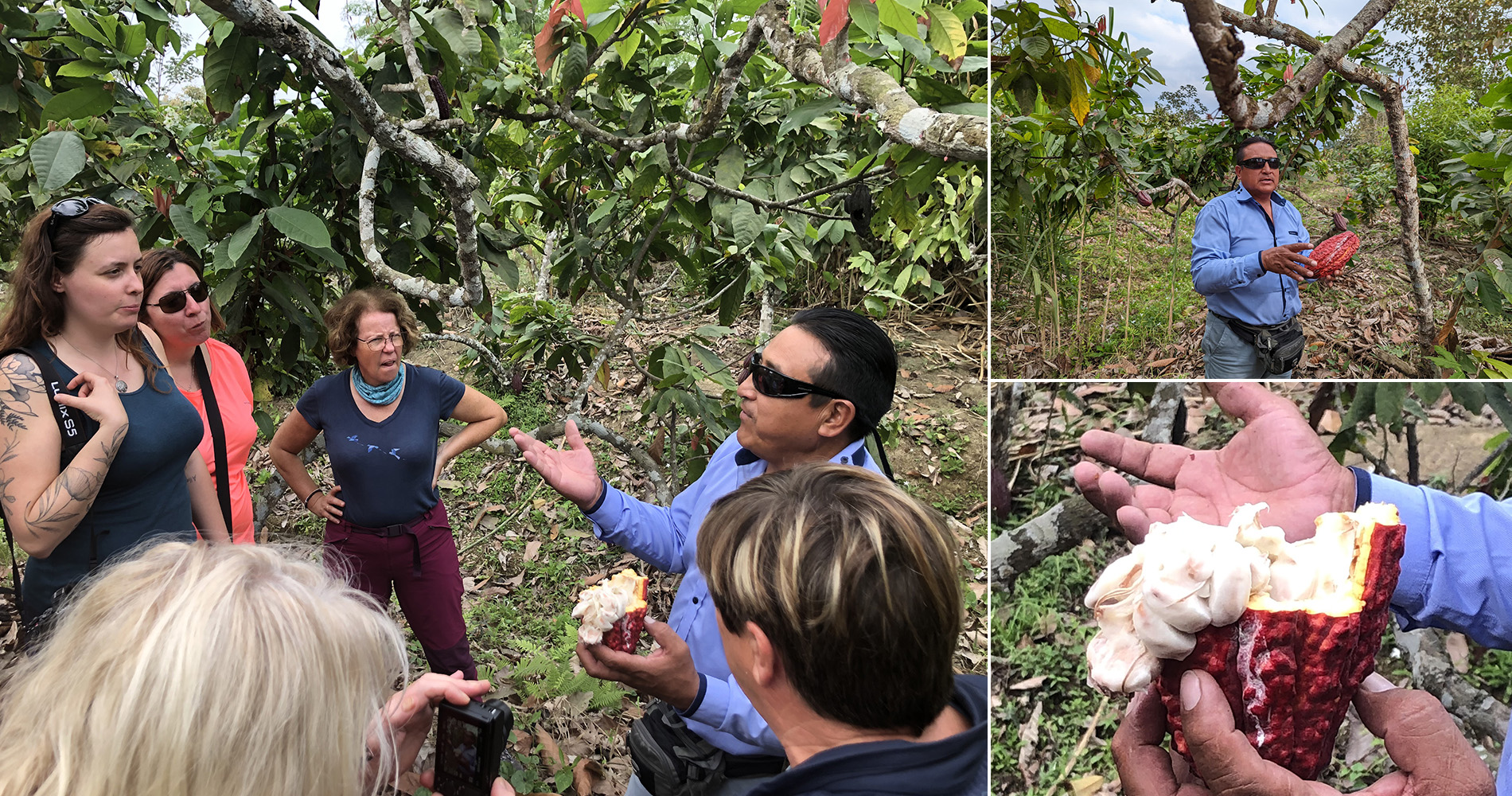 Arrêt en route dans un champ de cacao