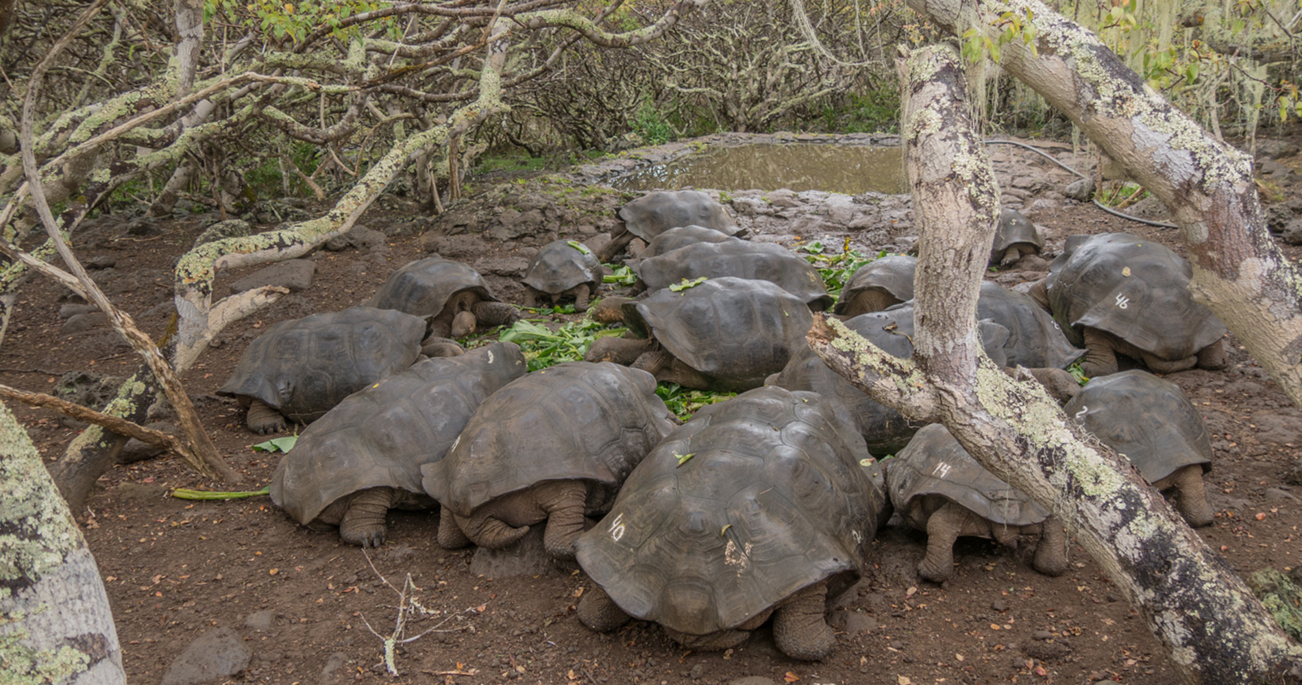 centre d’élevage de tortues Galapaguera de Cerro Colorado