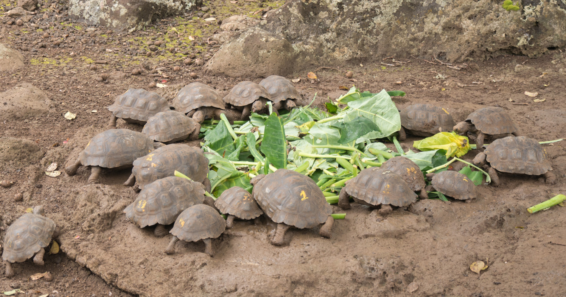 centre d’élevage de tortues Galapaguera de Cerro Colorado