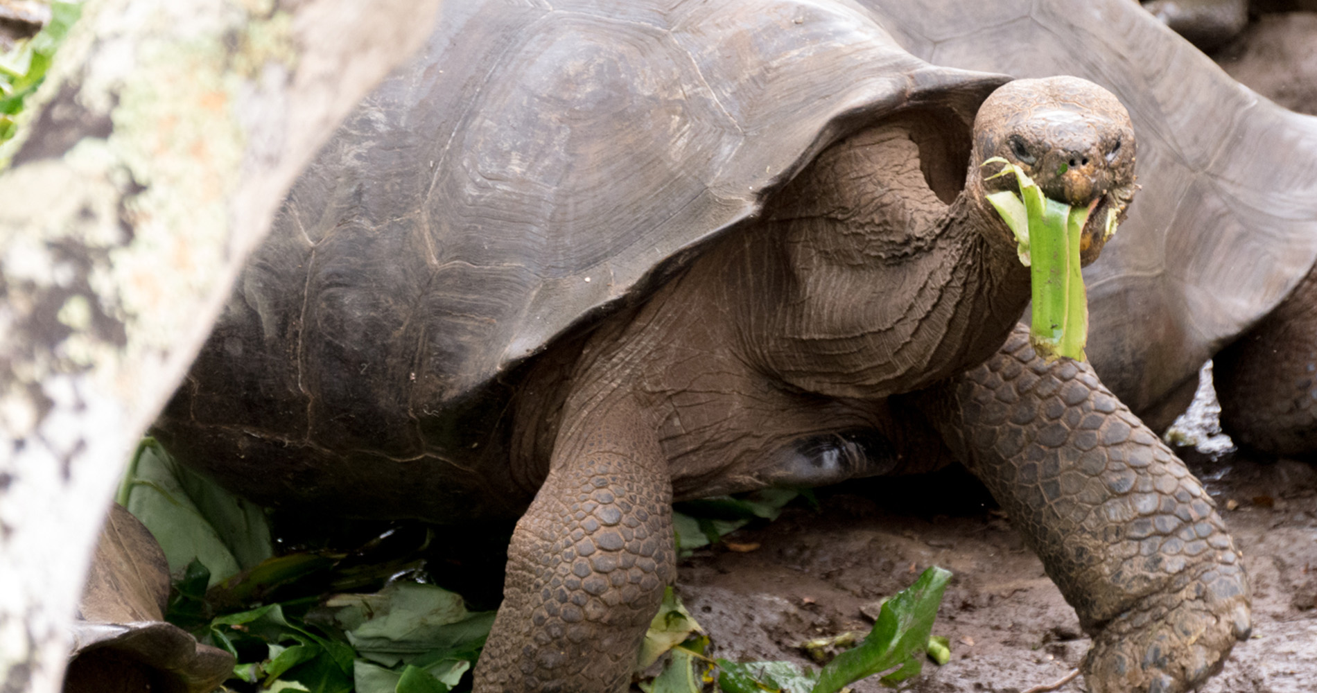 centre d’élevage de tortues Galapaguera de Cerro Colorado