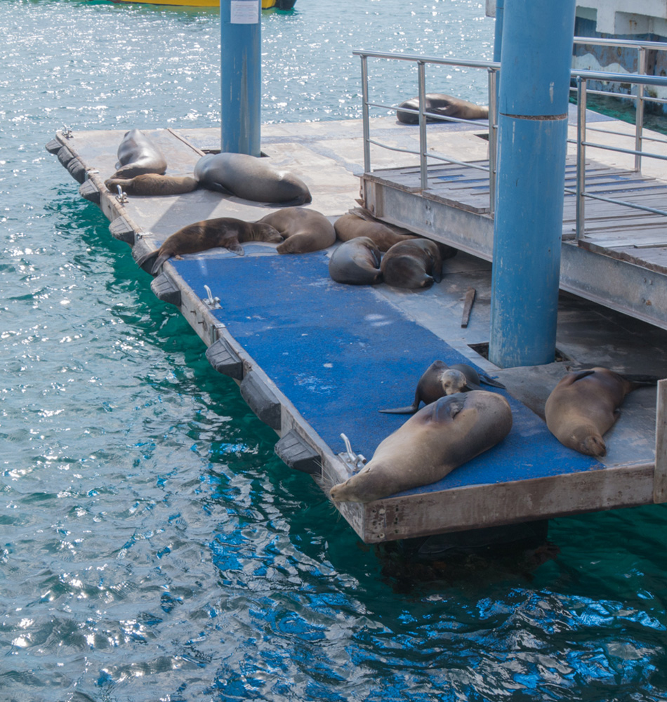 Les otaries, les reines