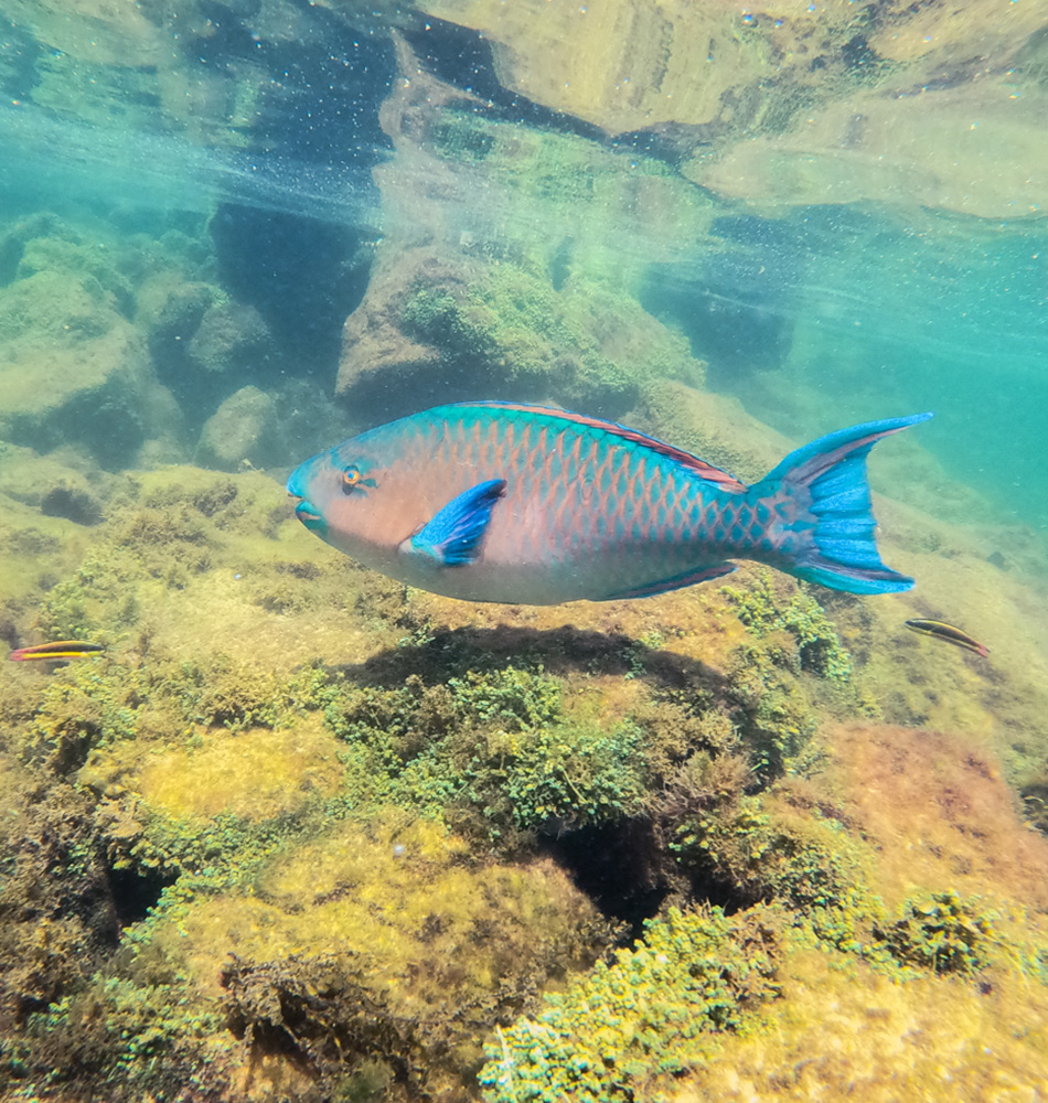 Snorkeling