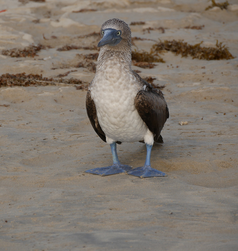 Fou à pattes bleues