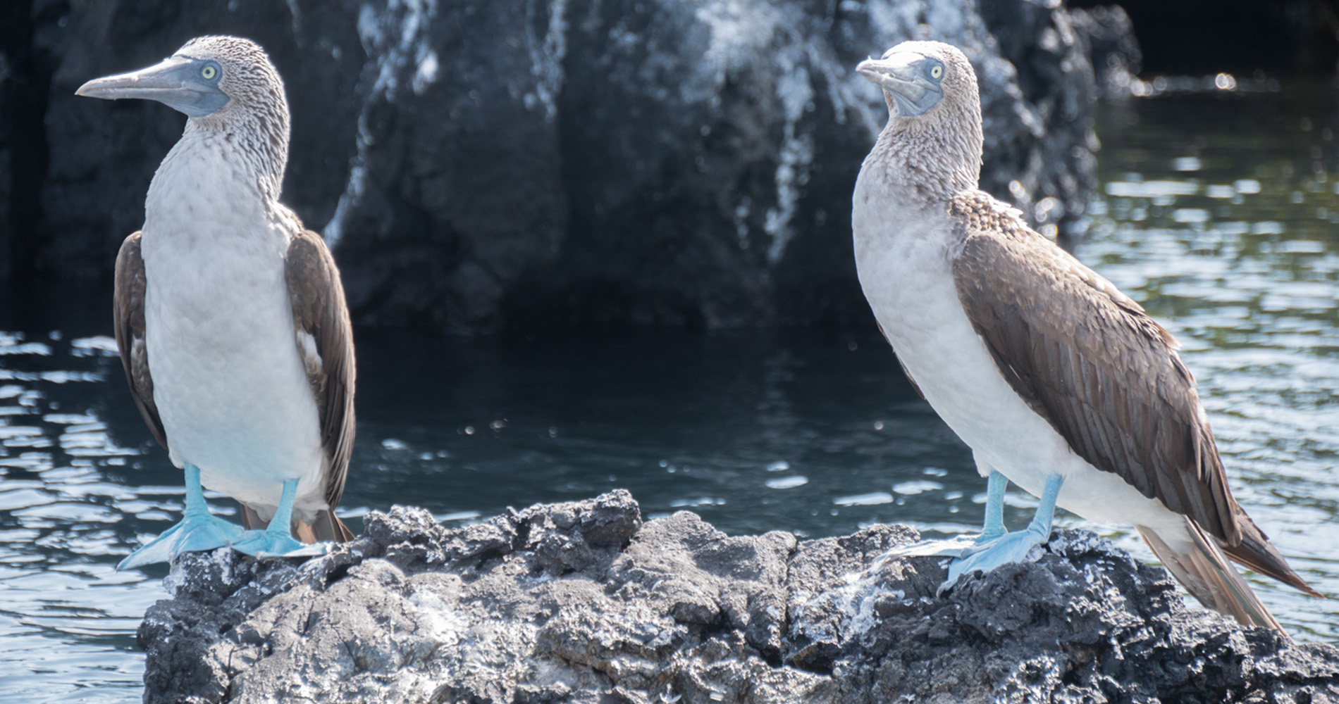 Fous à pattes bleues sur l’îlot Tintoreras