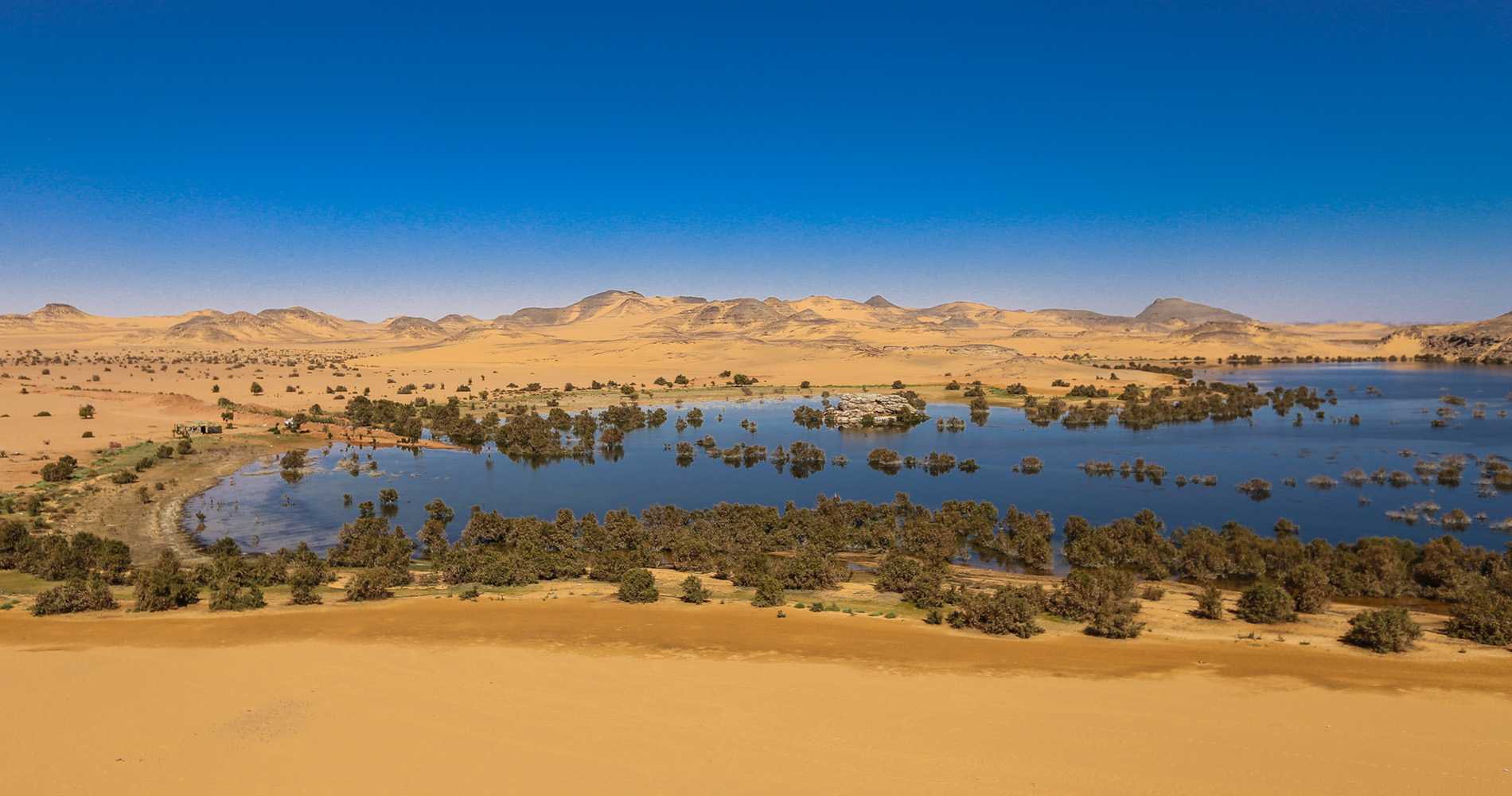 La végétation commence à coloniser les rives du lac Nasser