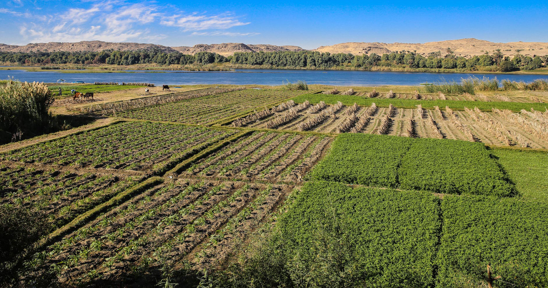 Chaque lopin de terre est cultivé