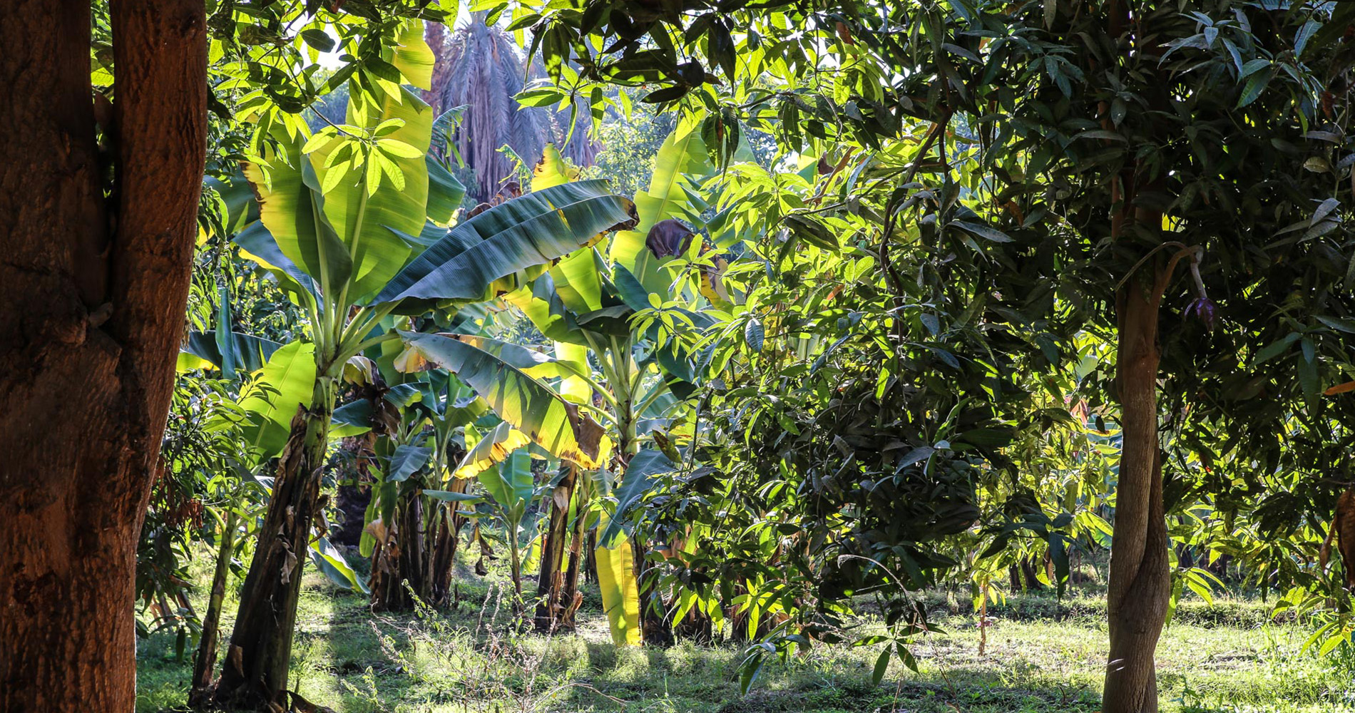 Bananiers et manguiers donnent de l’ombre aux cultures sous-jacentes