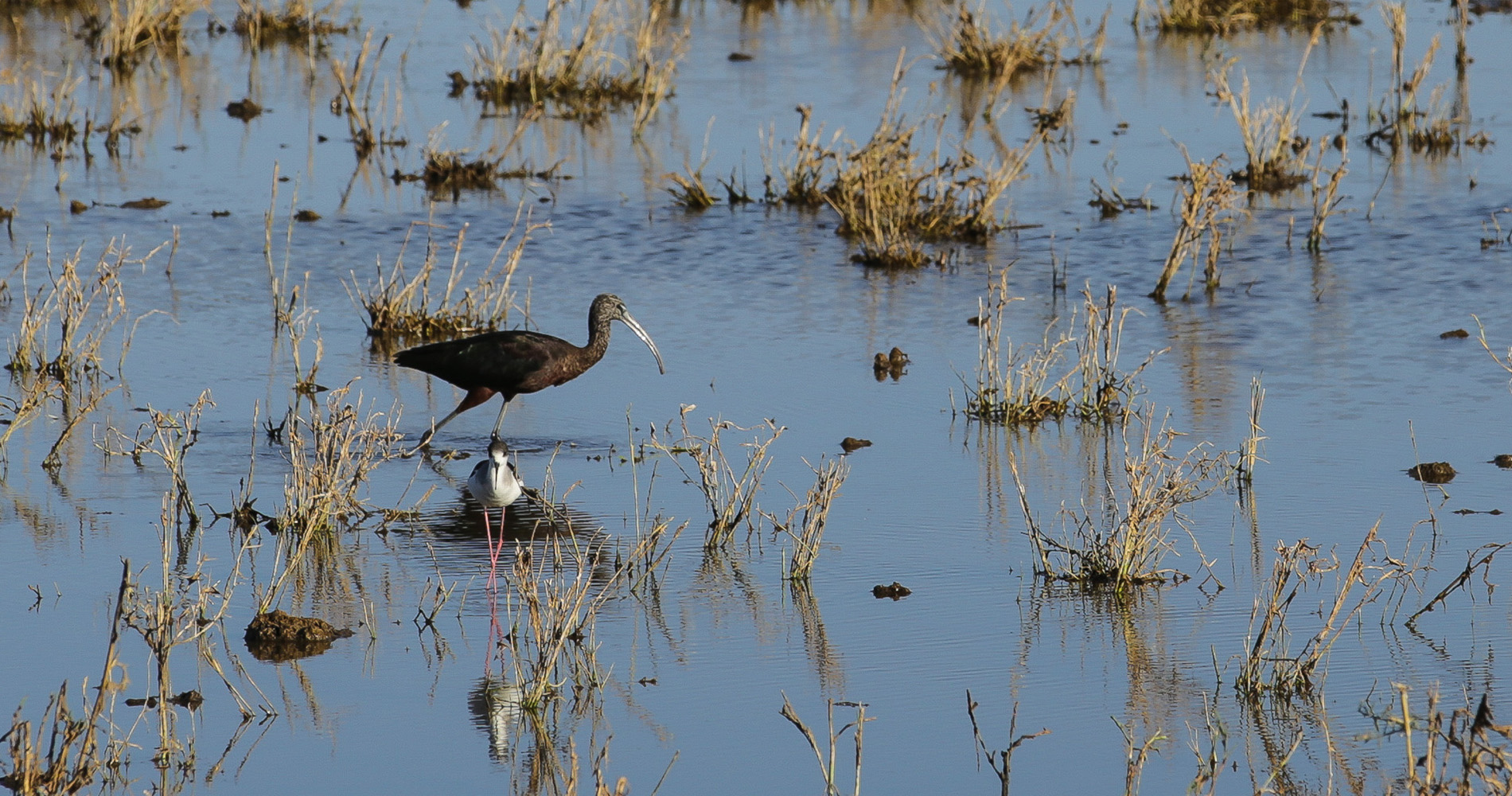 Ibis du Nil