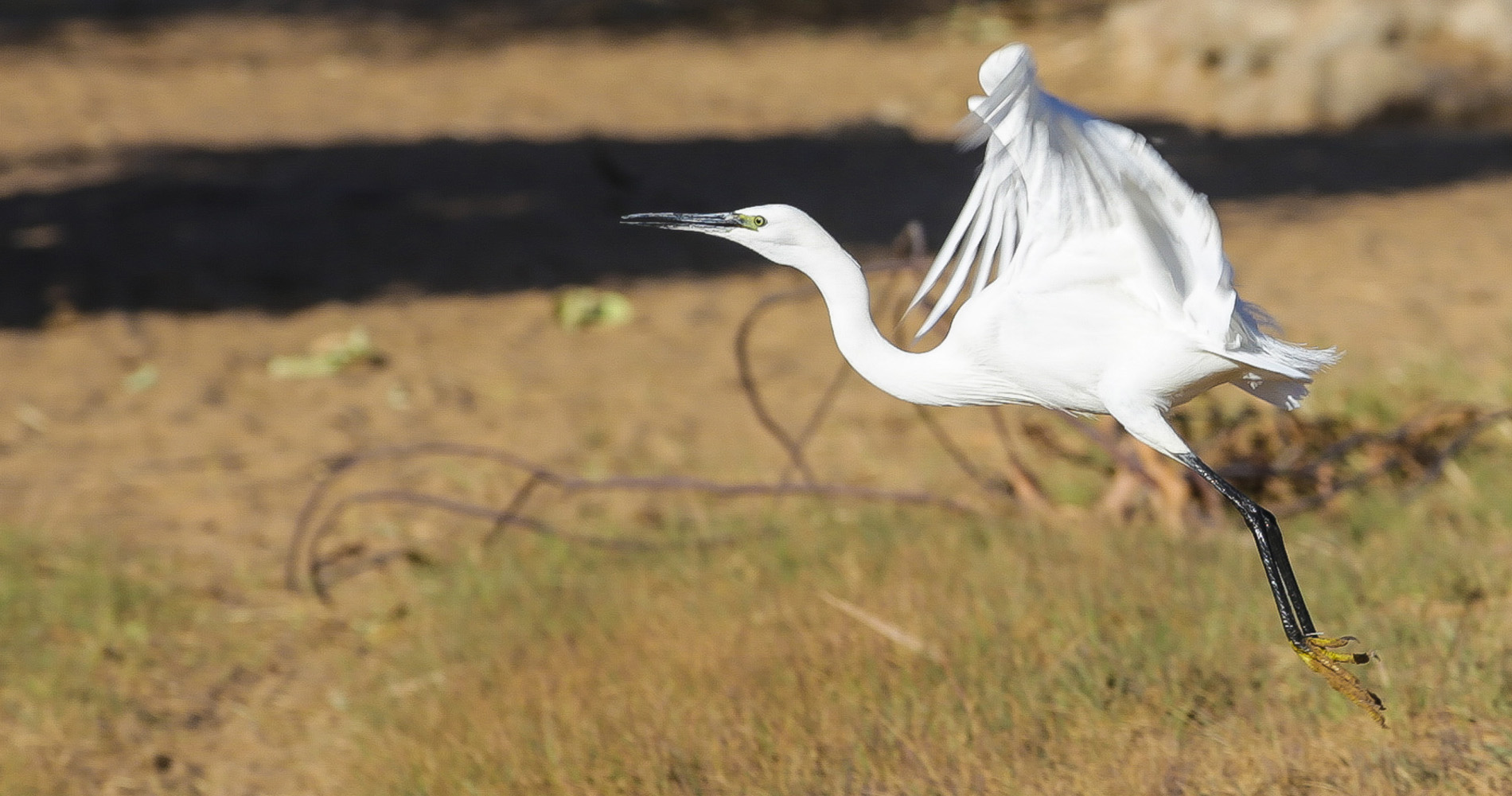 Aigrette