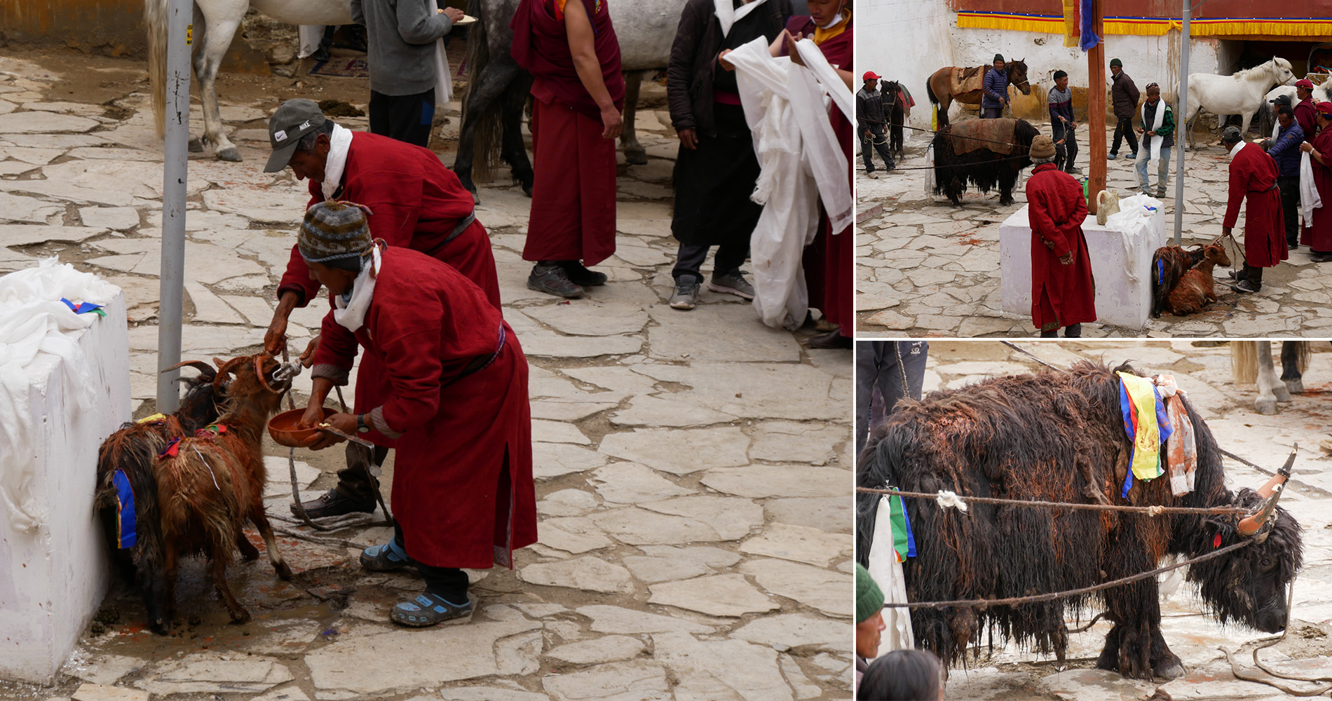 Bénédiction de chèvres et yaks