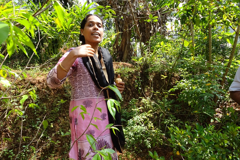 En route pour Munnar