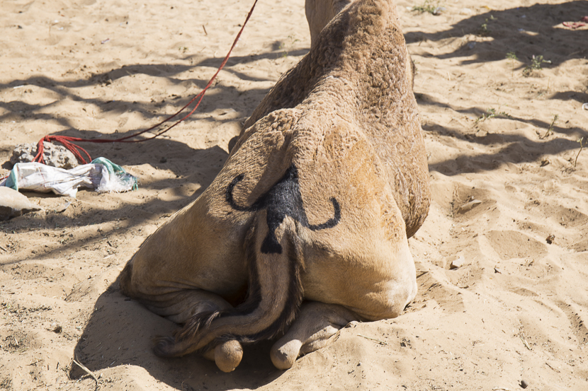 Festival pushkar