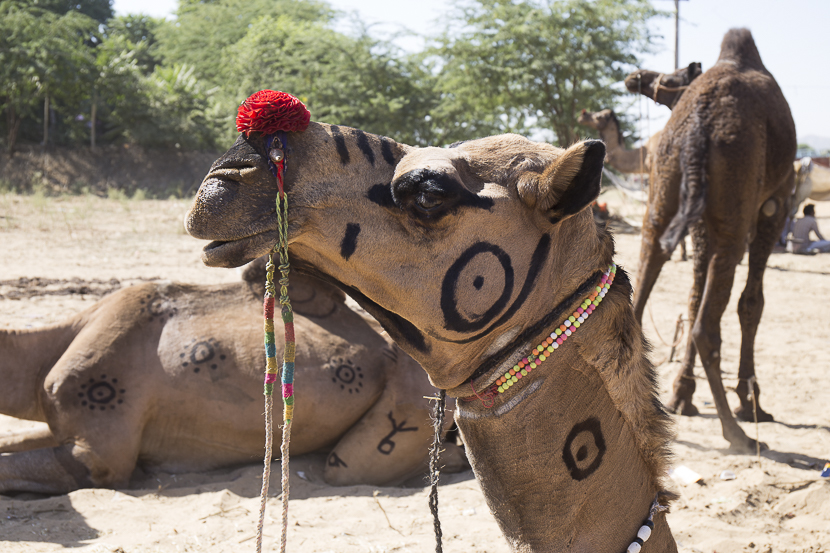 Festival pushkar