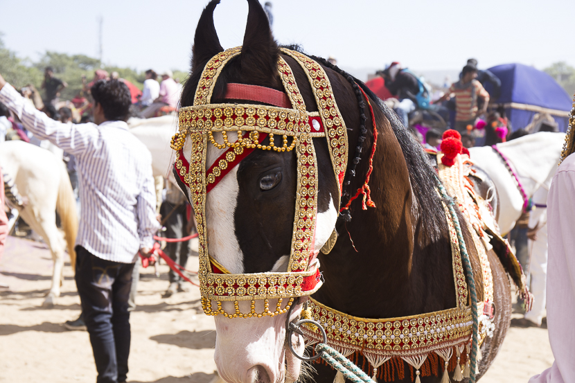 Festival pushkar