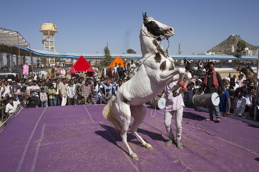 Festival pushkar