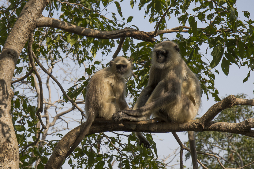  De nombreux singes attendent des offrandes