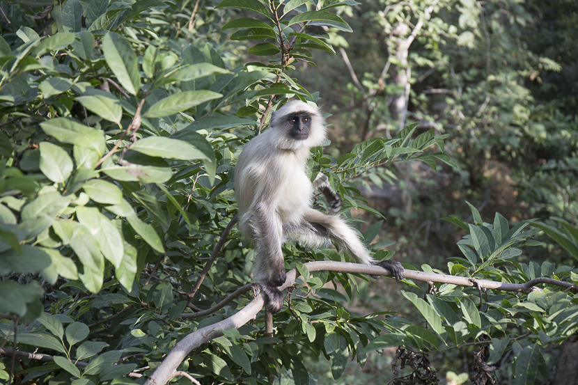  De nombreux singes attendent des offrandes