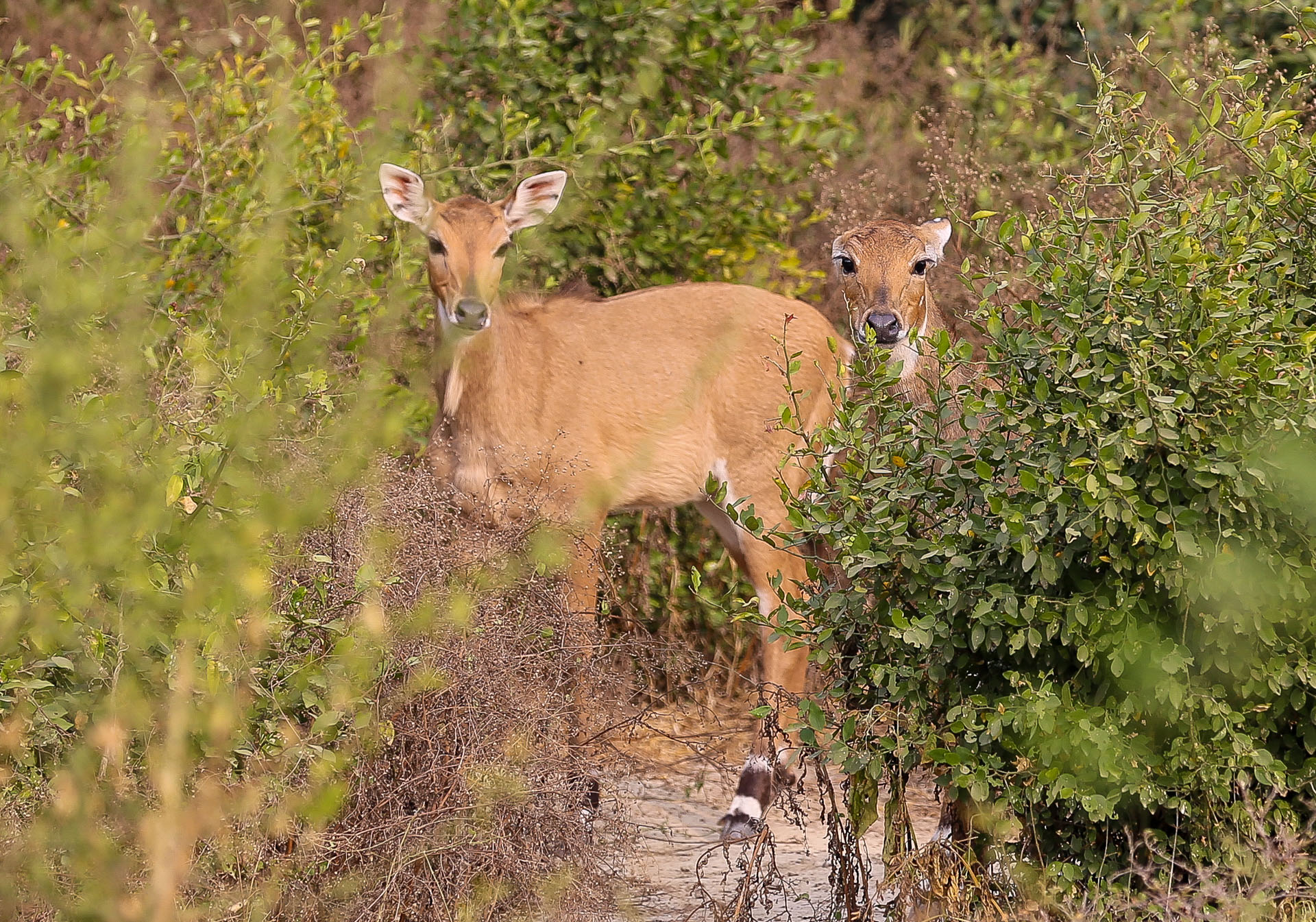 Fatehpur Sikri et le parc national de Kealadeo