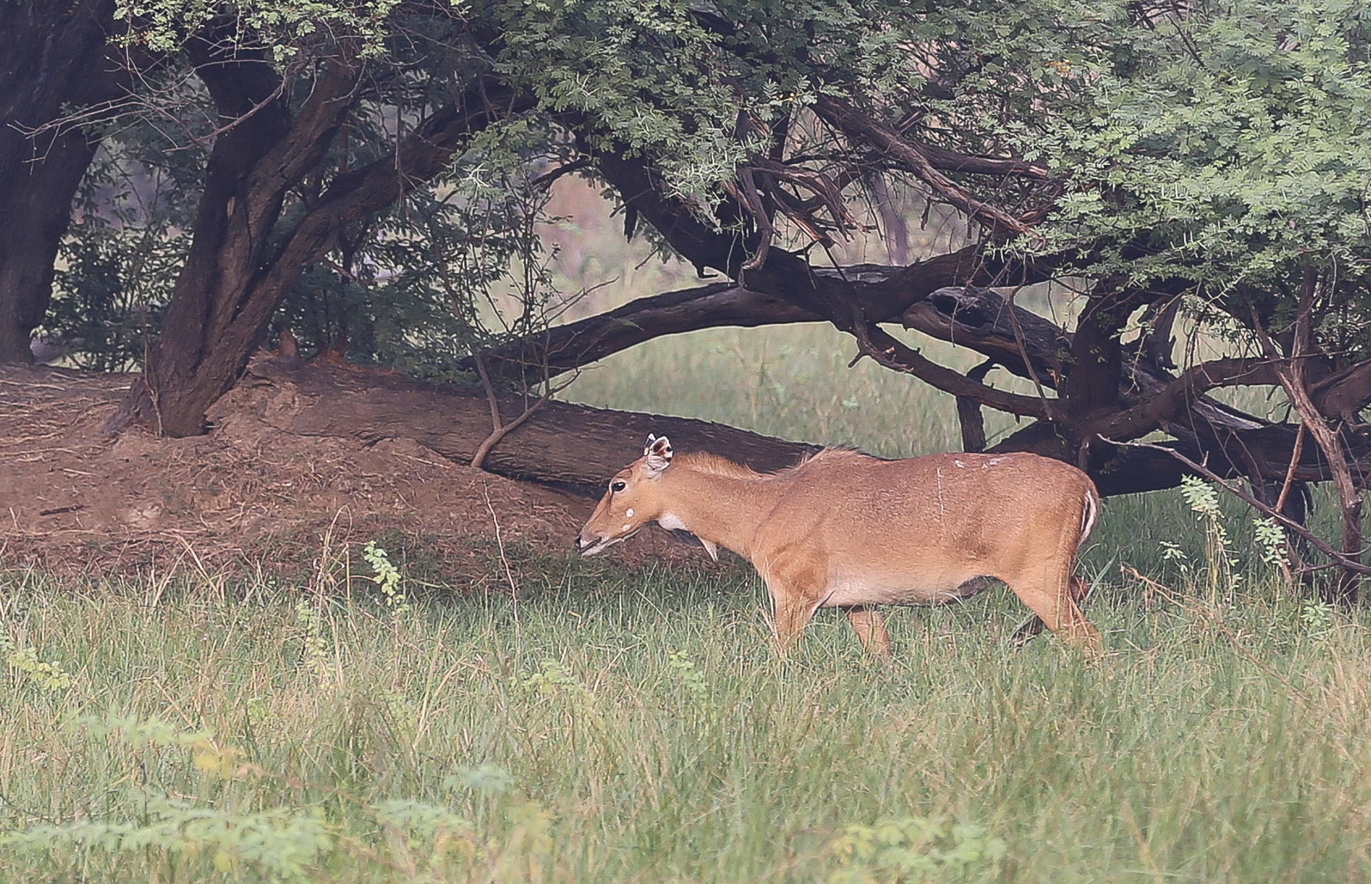 Fatehpur Sikri et le parc national de Kealadeo