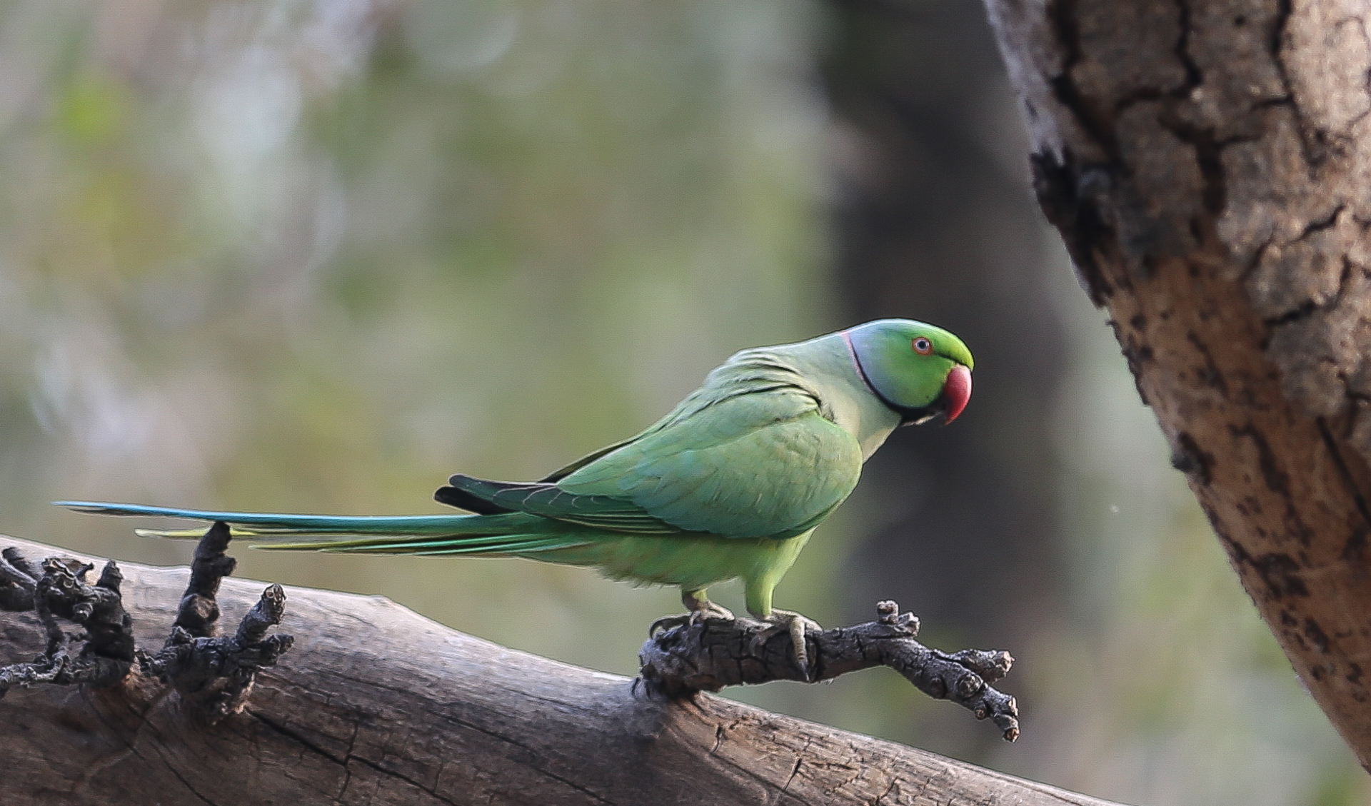 Fatehpur Sikri et le parc national de Kealadeo