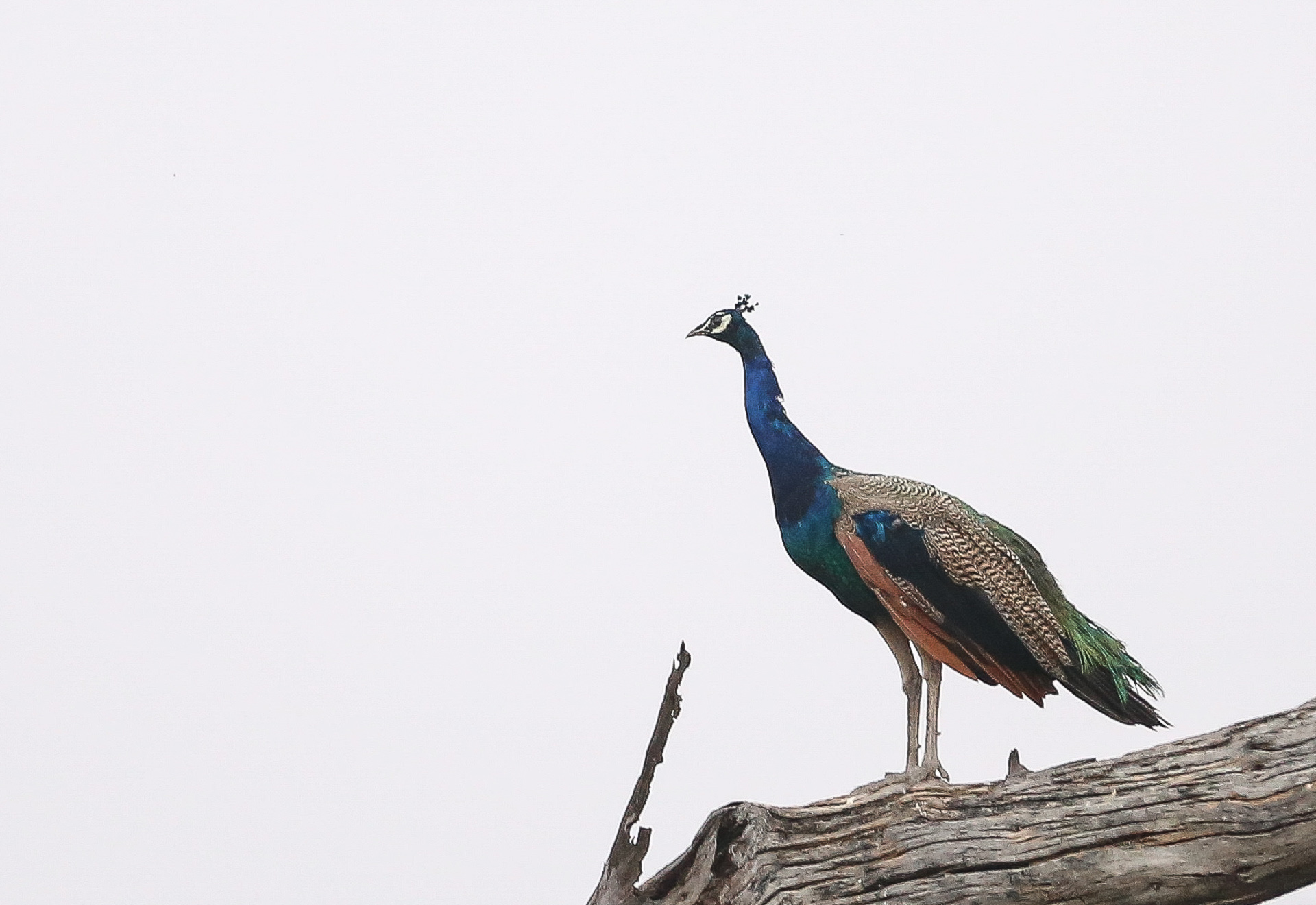 Fatehpur Sikri et le parc national de Kealadeo