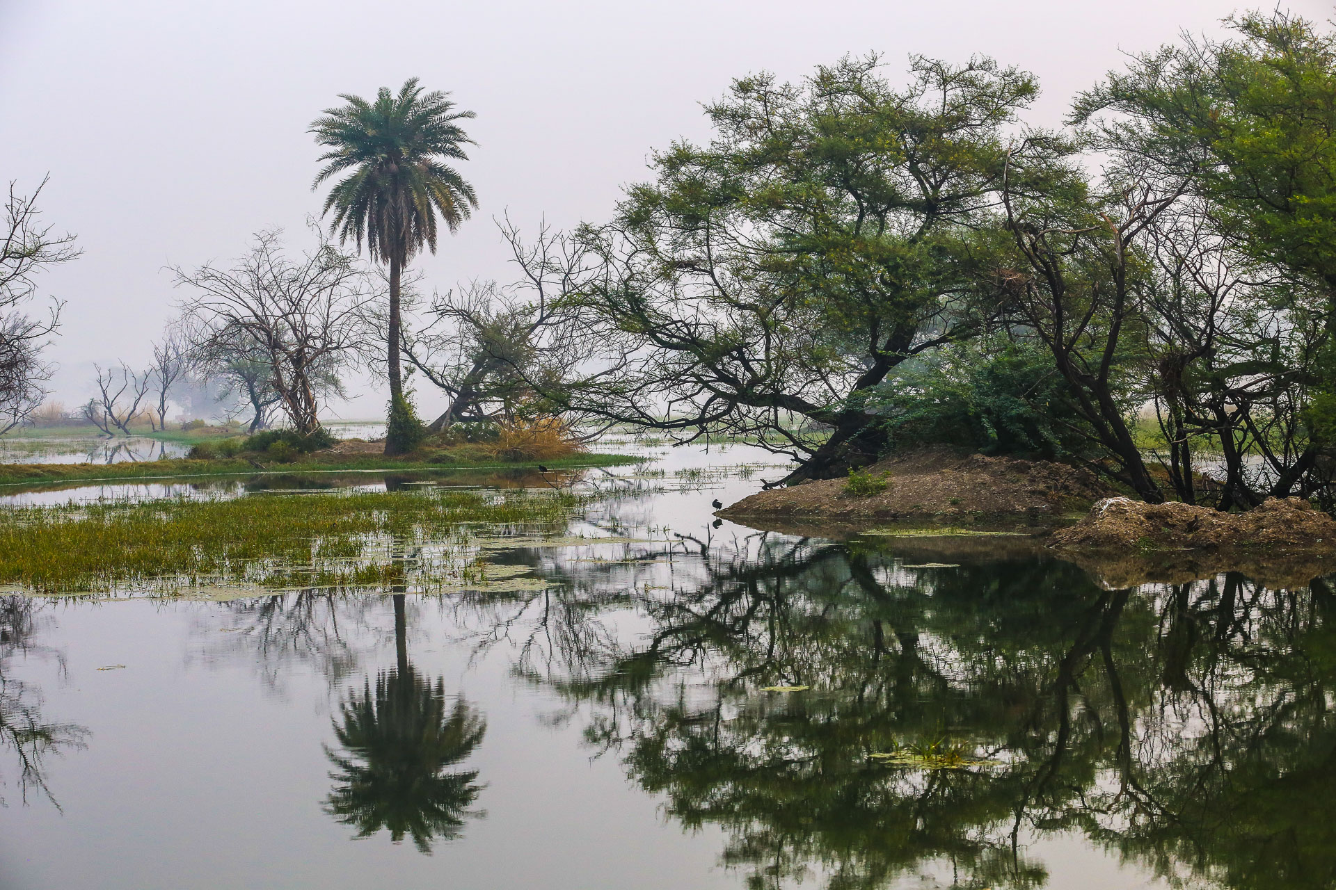 Le parc de Kealadeo et Bharatpur