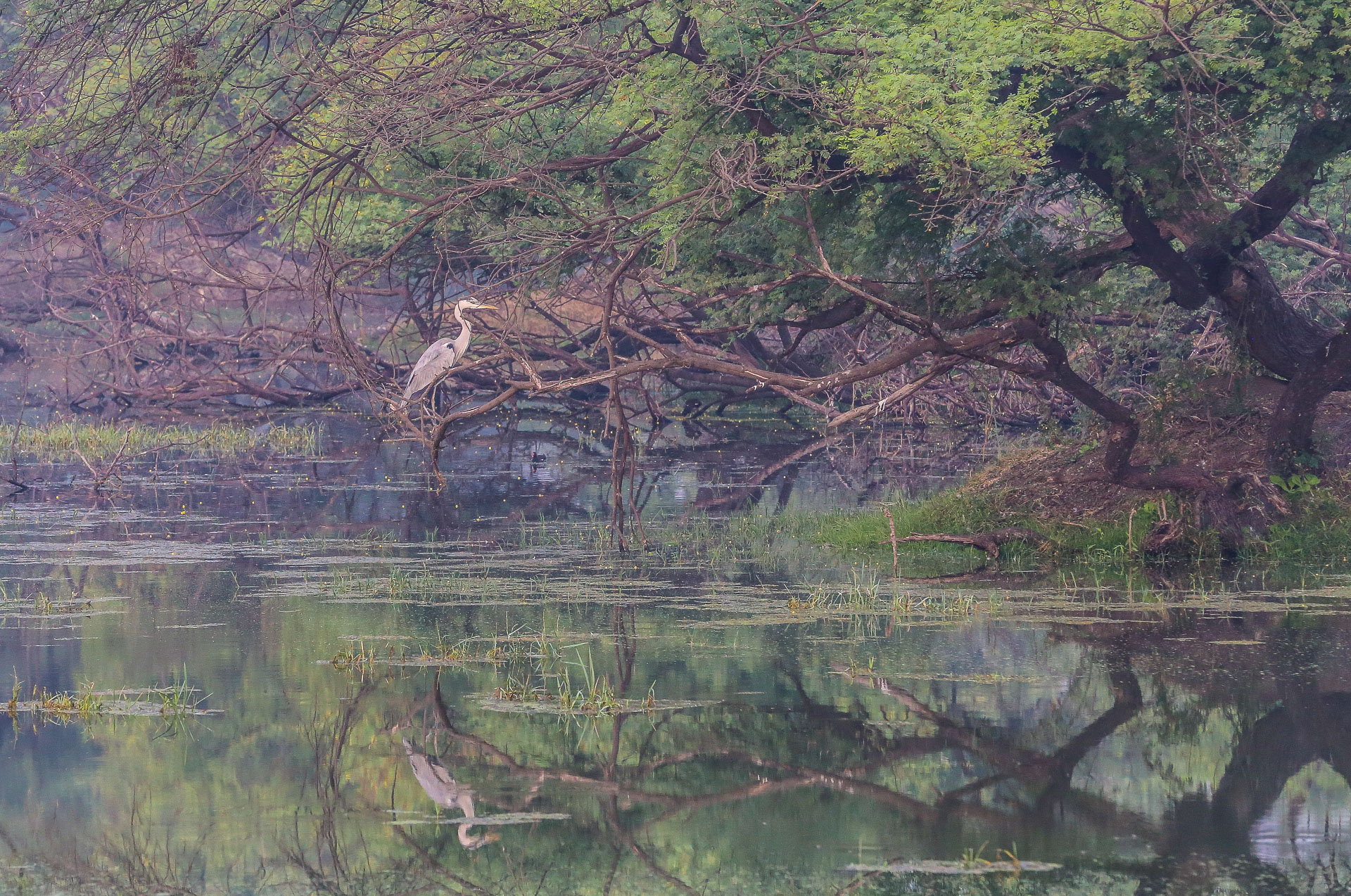 Le parc de Kealadeo et Bharatpur