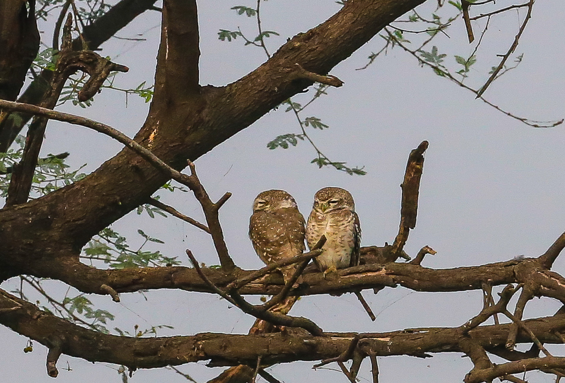 Le parc de Kealadeo et Bharatpur