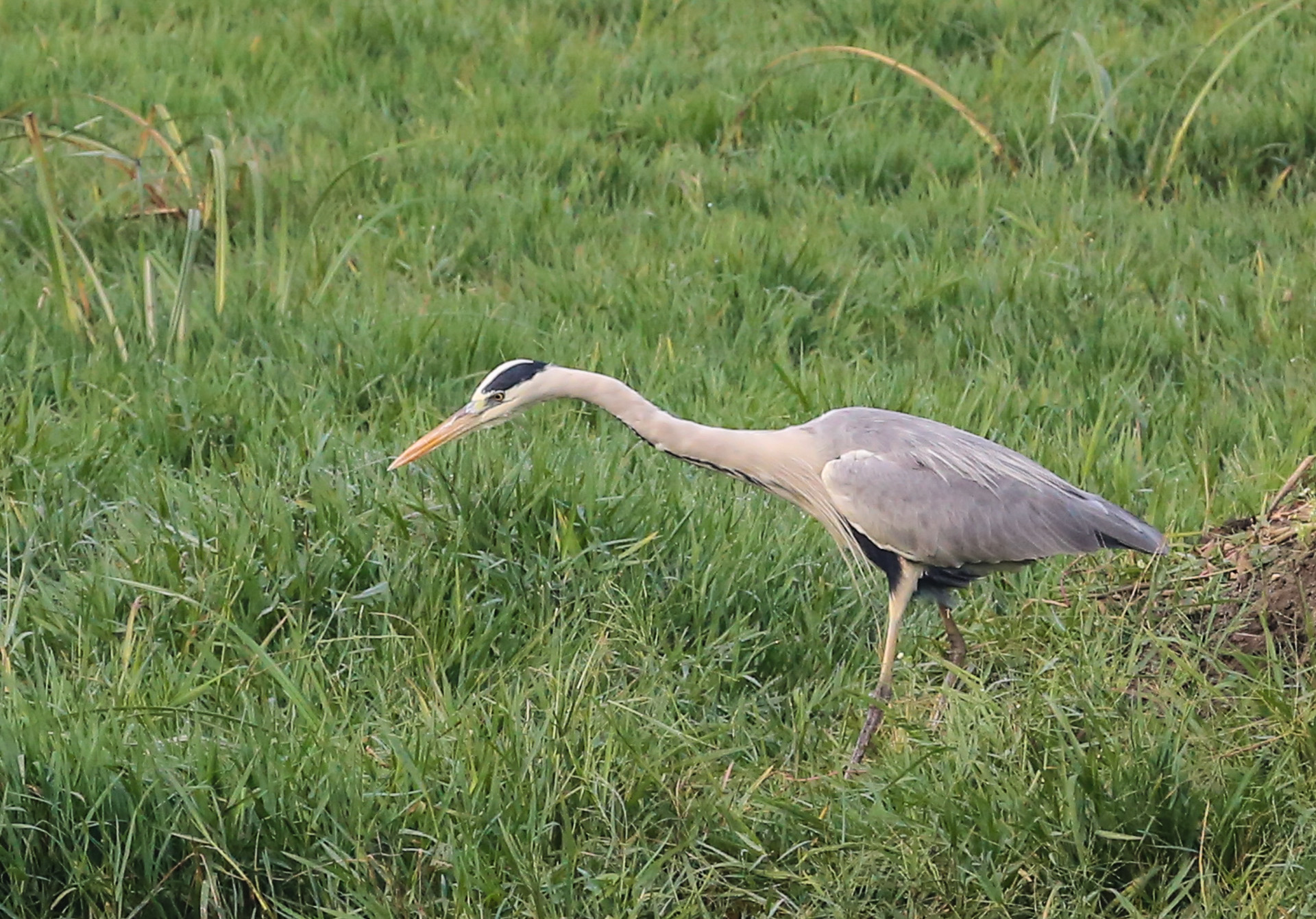 Le parc de Kealadeo et Bharatpur