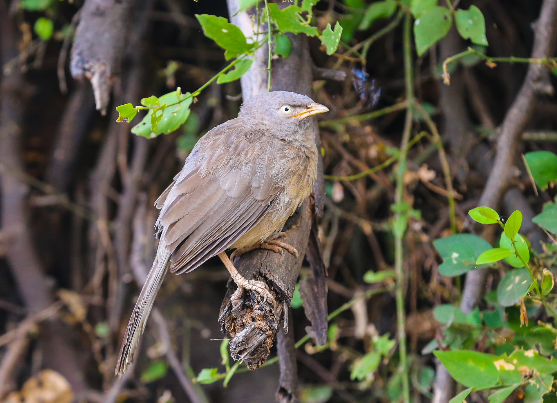 Le parc de Kealadeo et Bharatpur