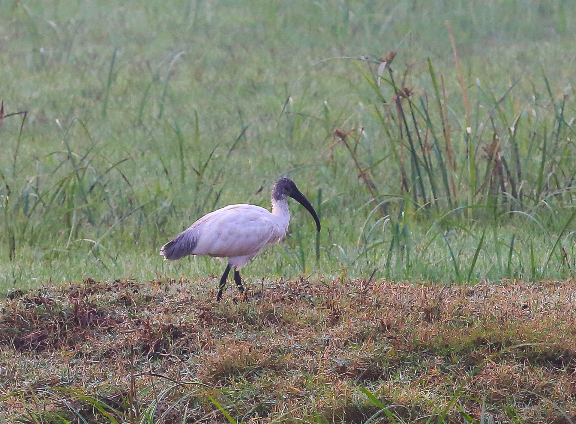 Le parc de Kealadeo et Bharatpur