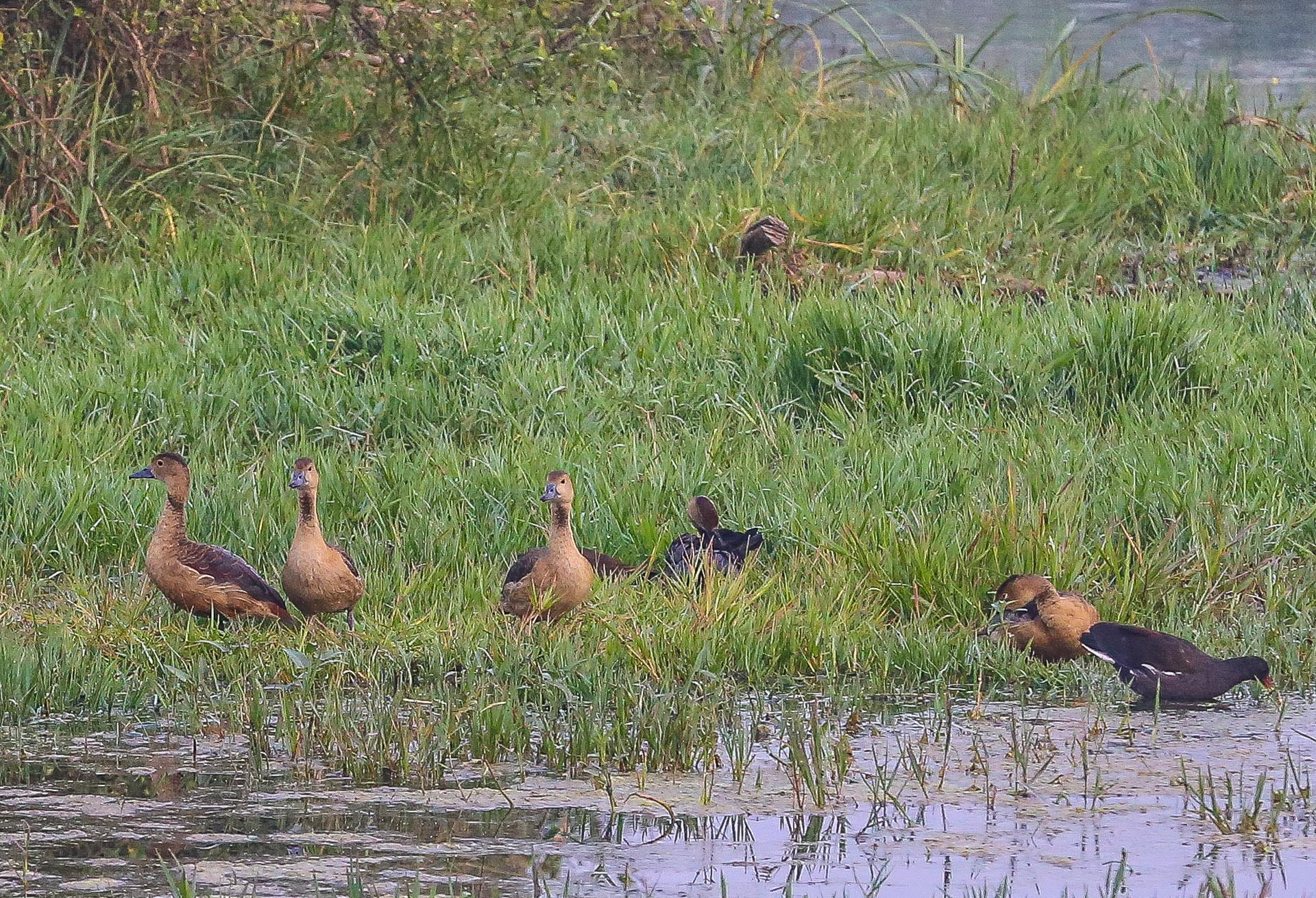 Le parc de Kealadeo et Bharatpur