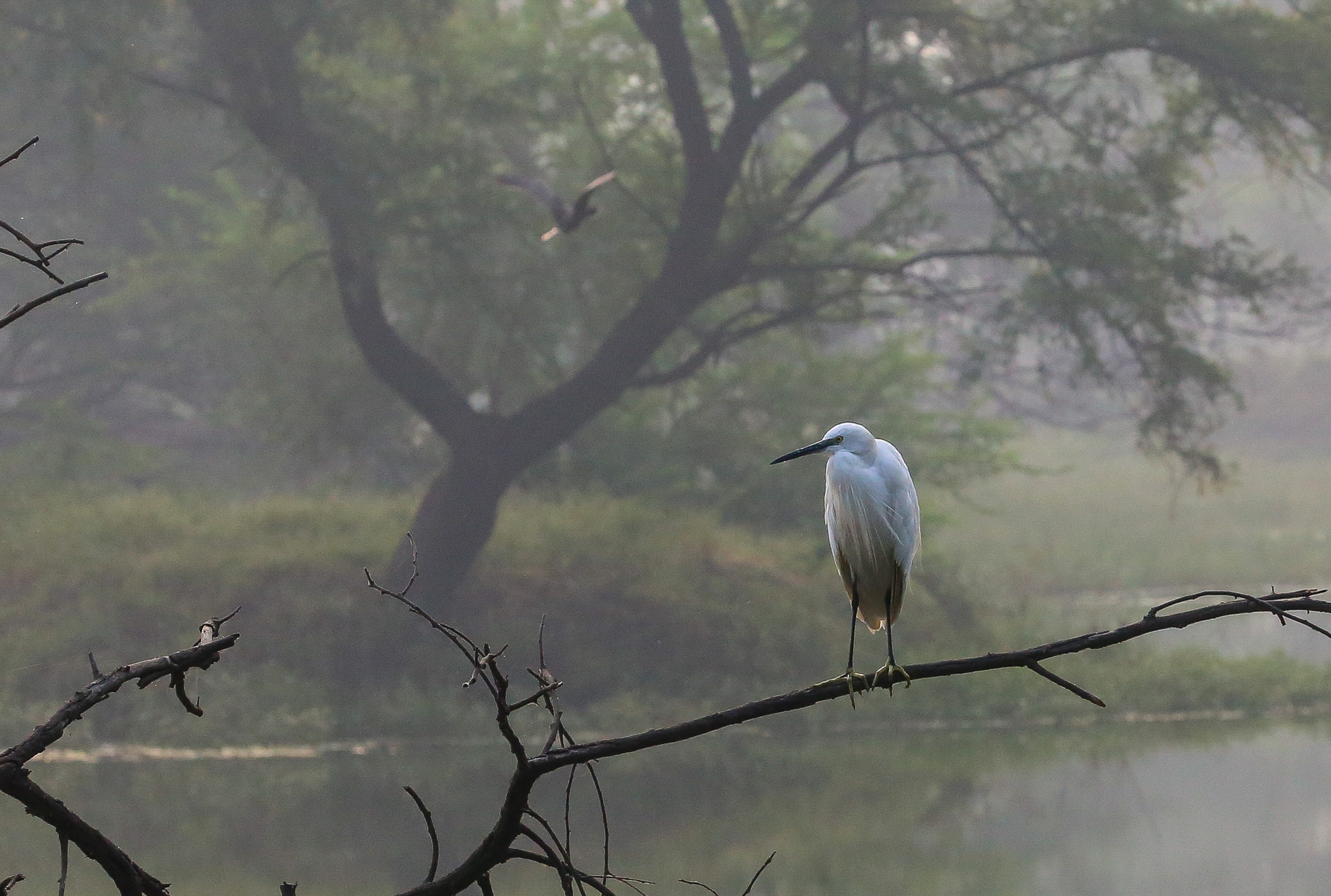 Le parc de Kealadeo et Bharatpur