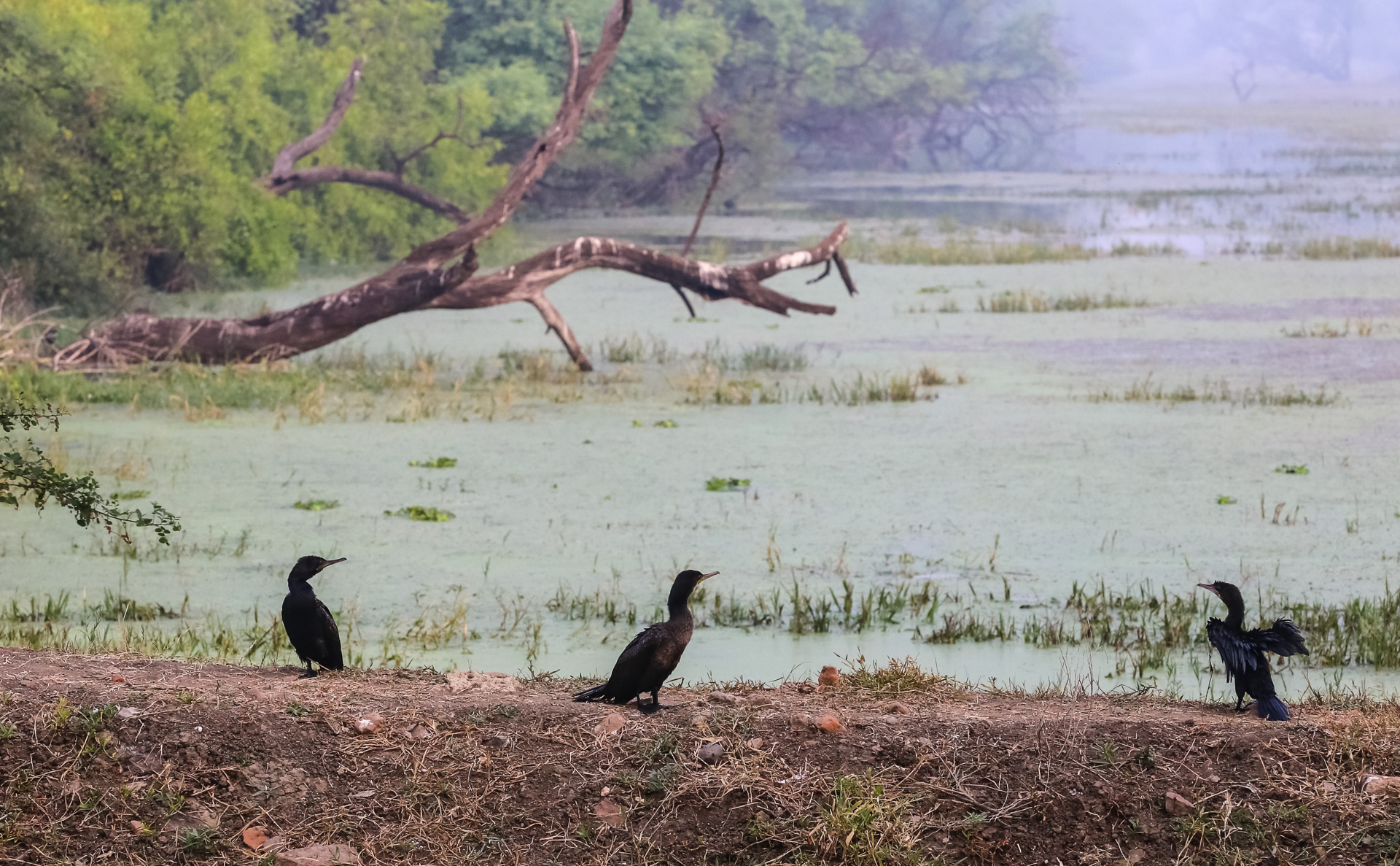 Le parc de Kealadeo et Bharatpur