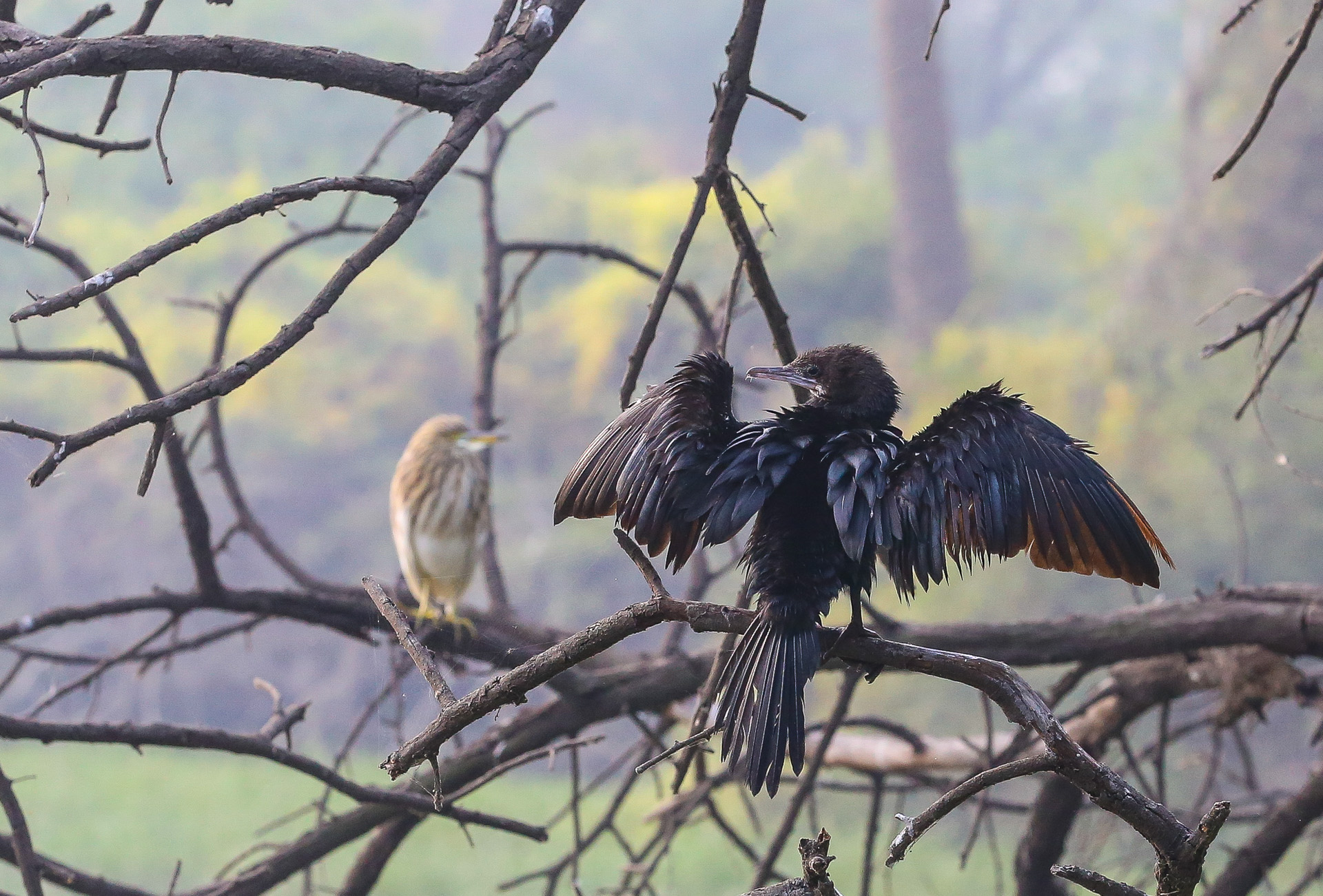 Le parc de Kealadeo et Bharatpur