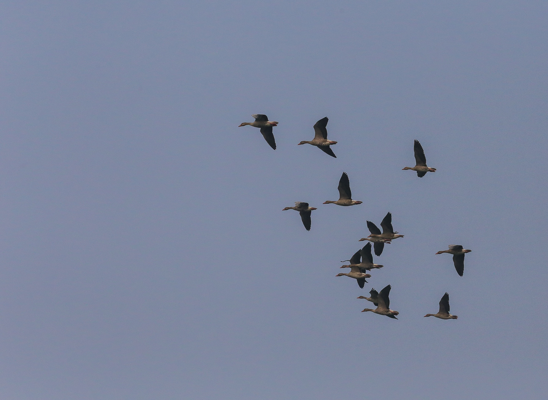 Le parc de Kealadeo et Bharatpur