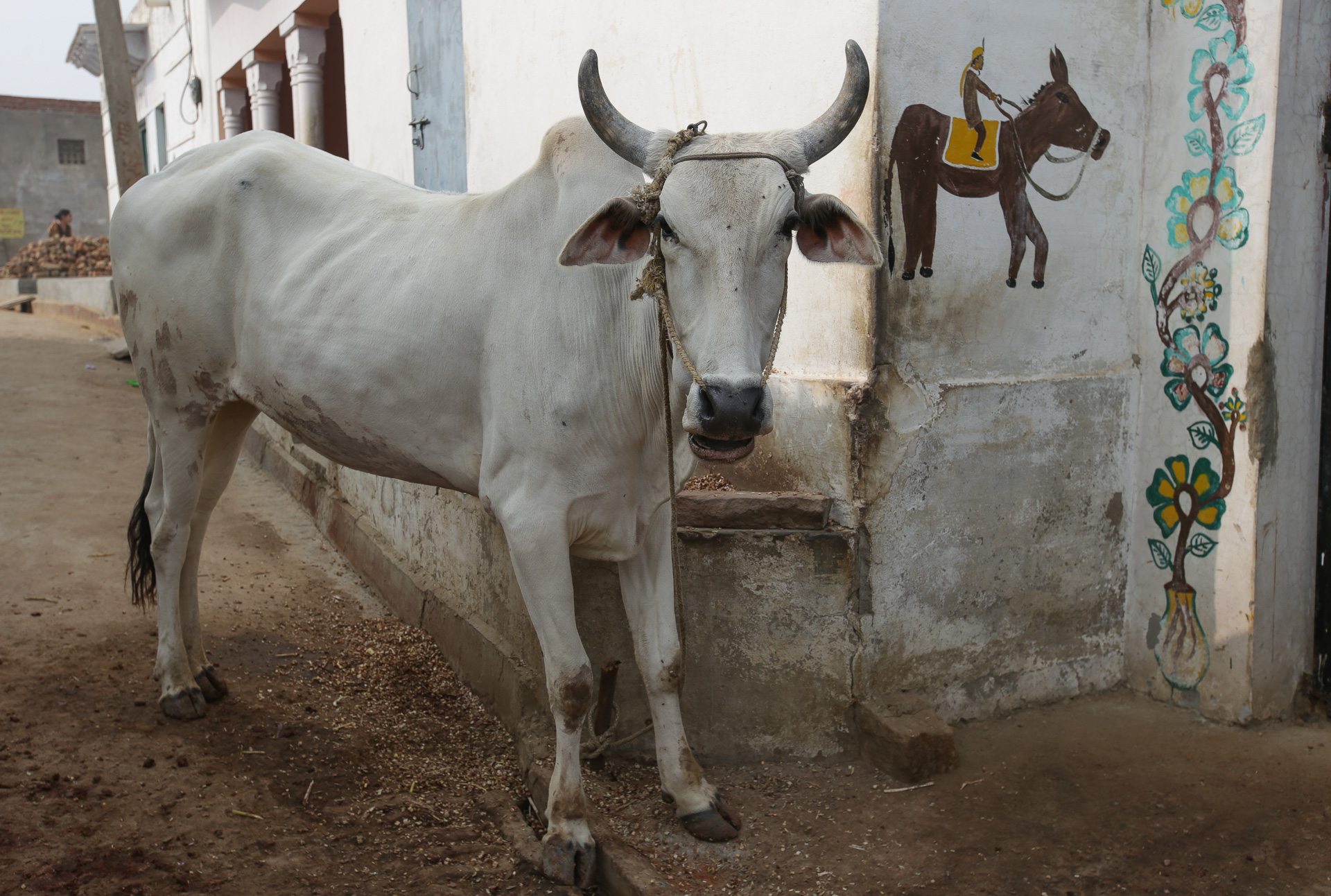 Symbole de l'Inde, la vache sacrée - Deeg et Alwar