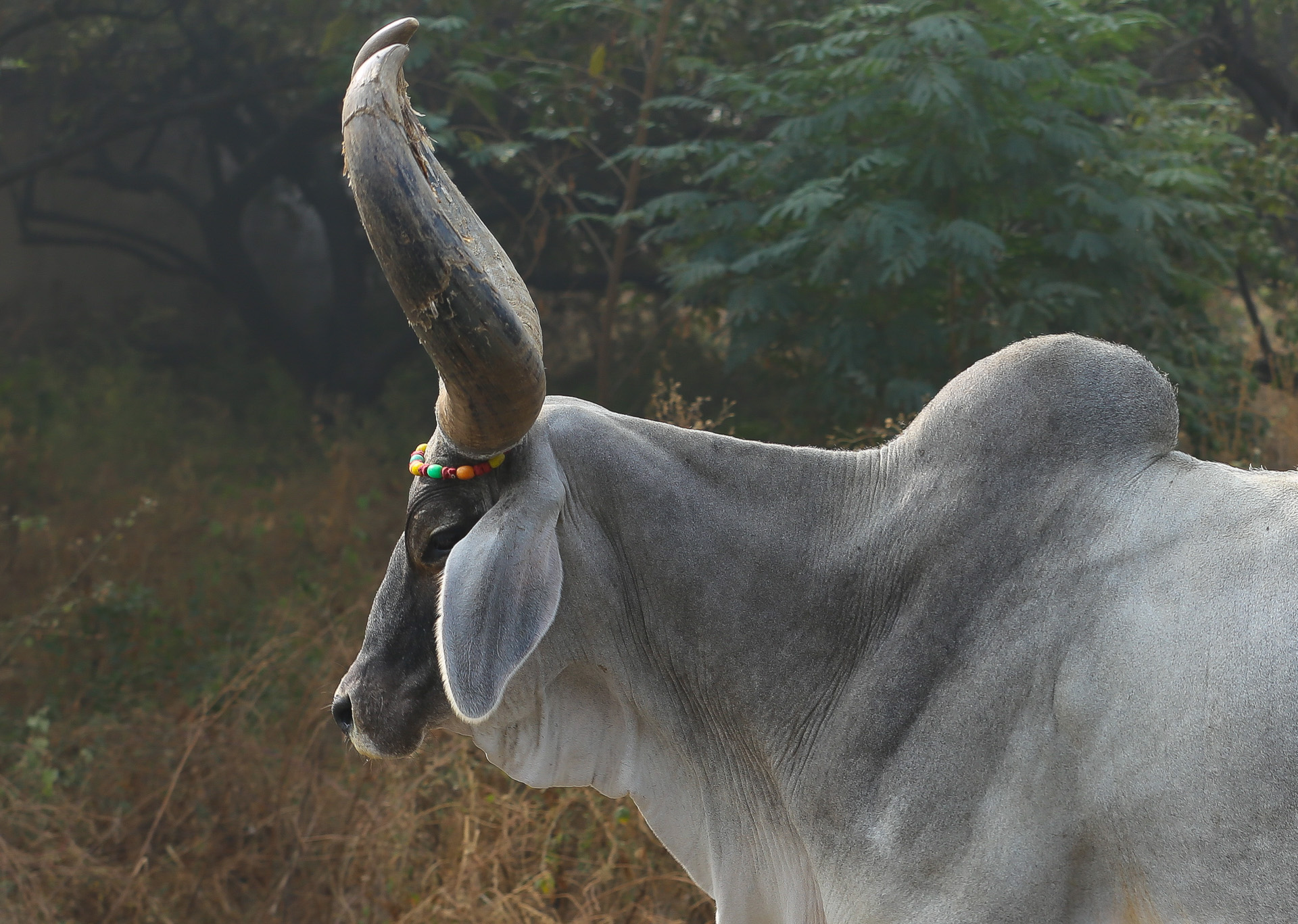 Entre Alwar, Delhi et Bombay