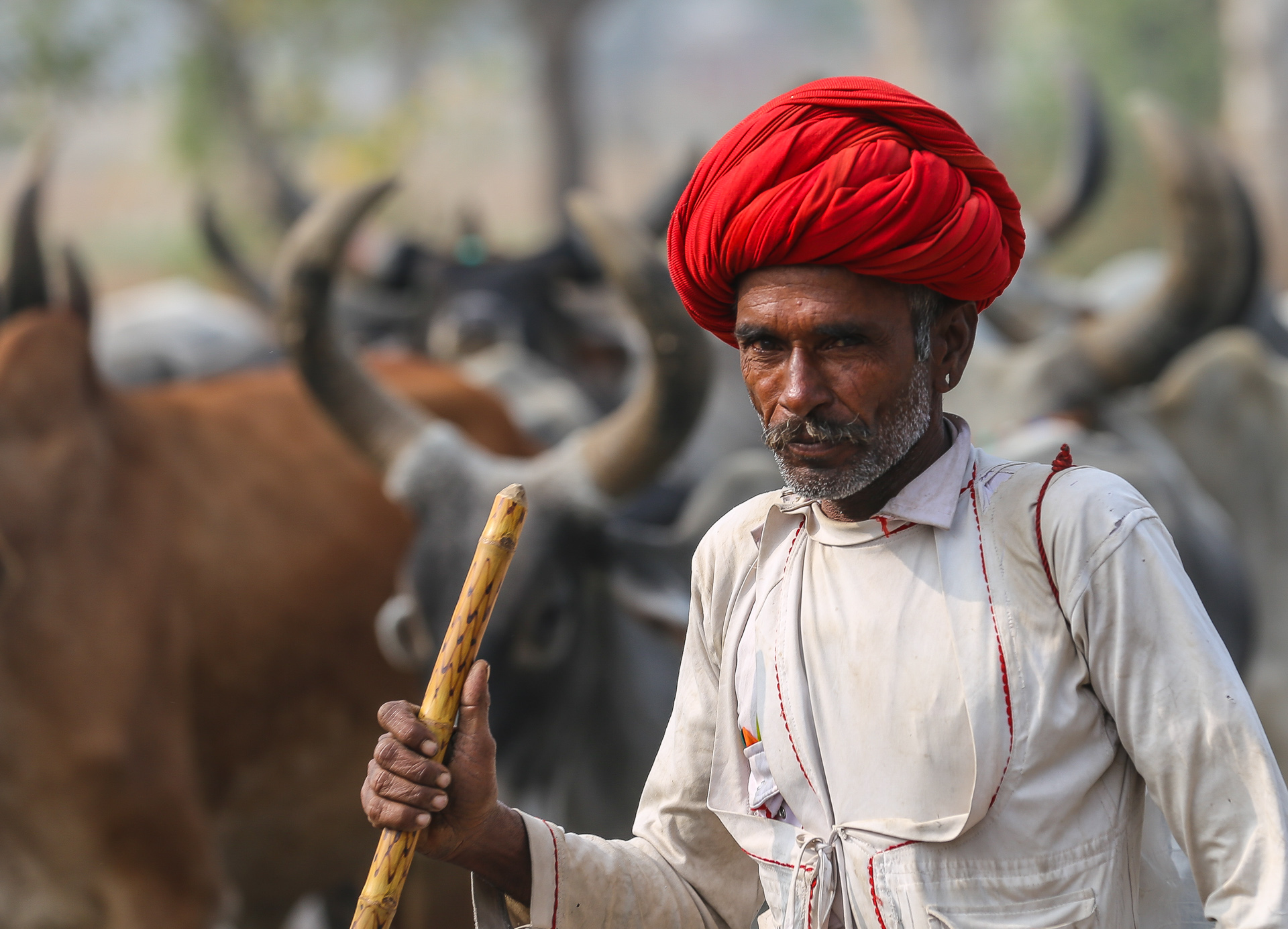 Regard fier ! - Entre Alwar, Delhi et Bombay