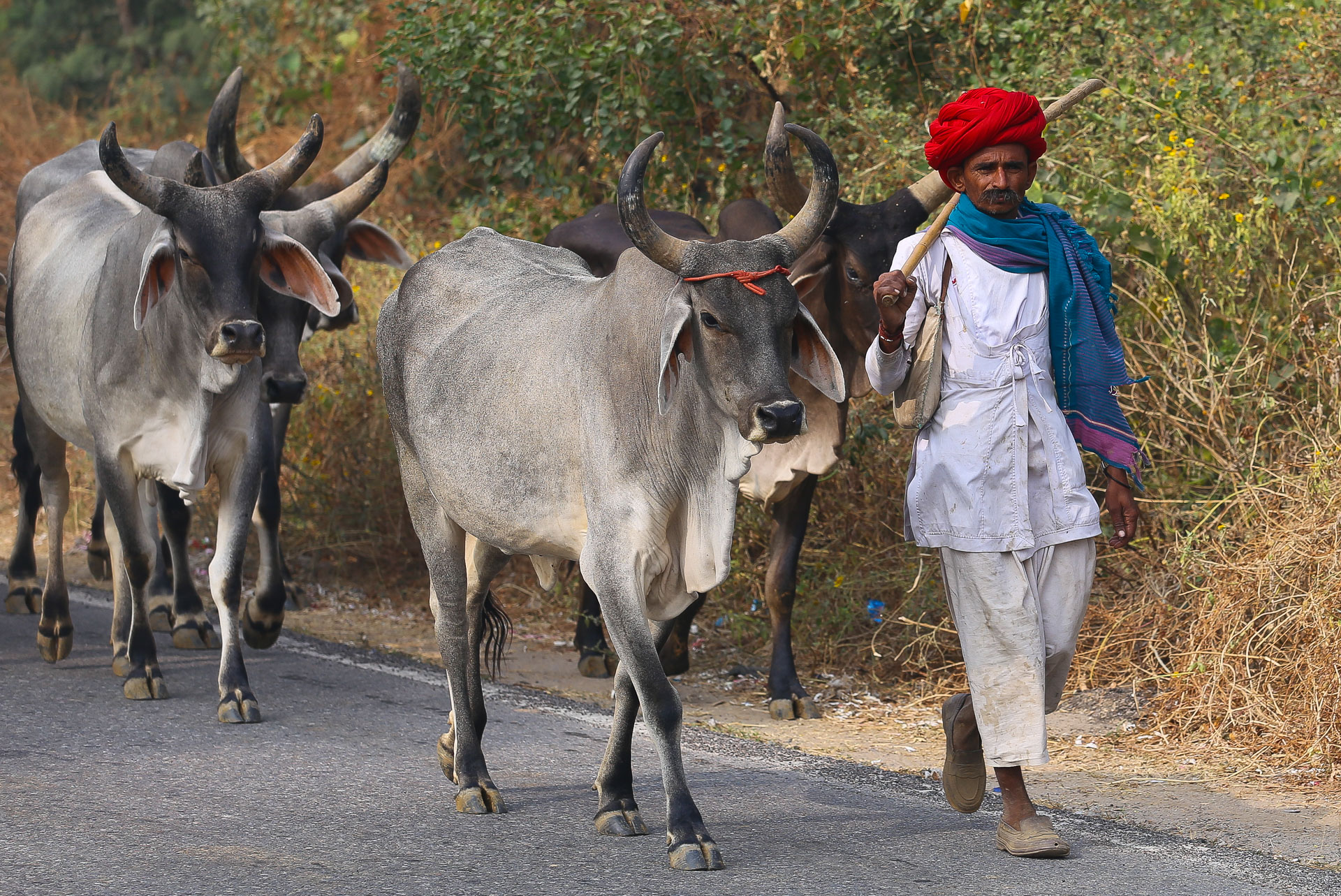 Entre Alwar, Delhi et Bombay