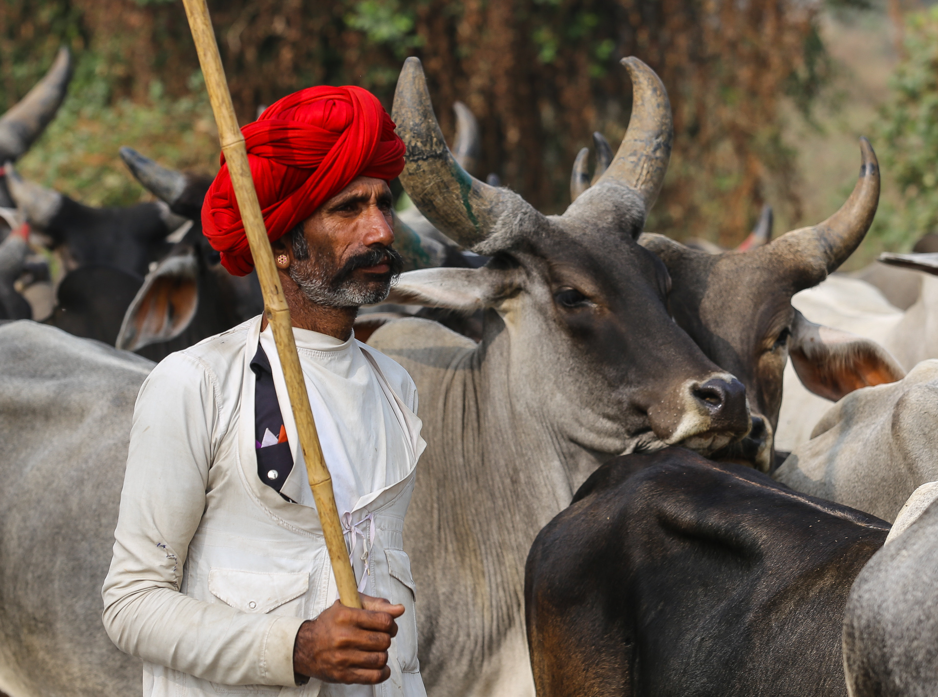 Entre Alwar, Delhi et Bombay