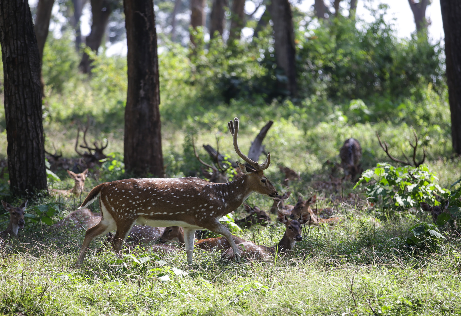 Spotted Dear, parc de Bandipur