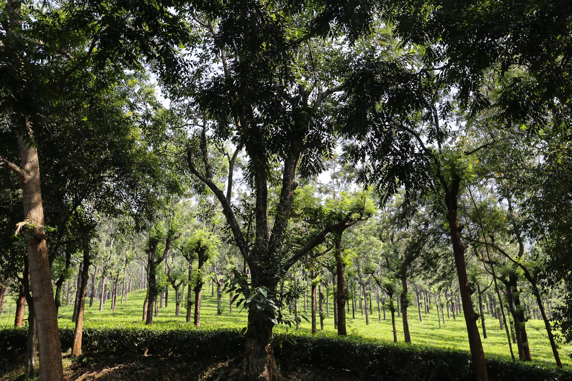 De Mysore à Ooty