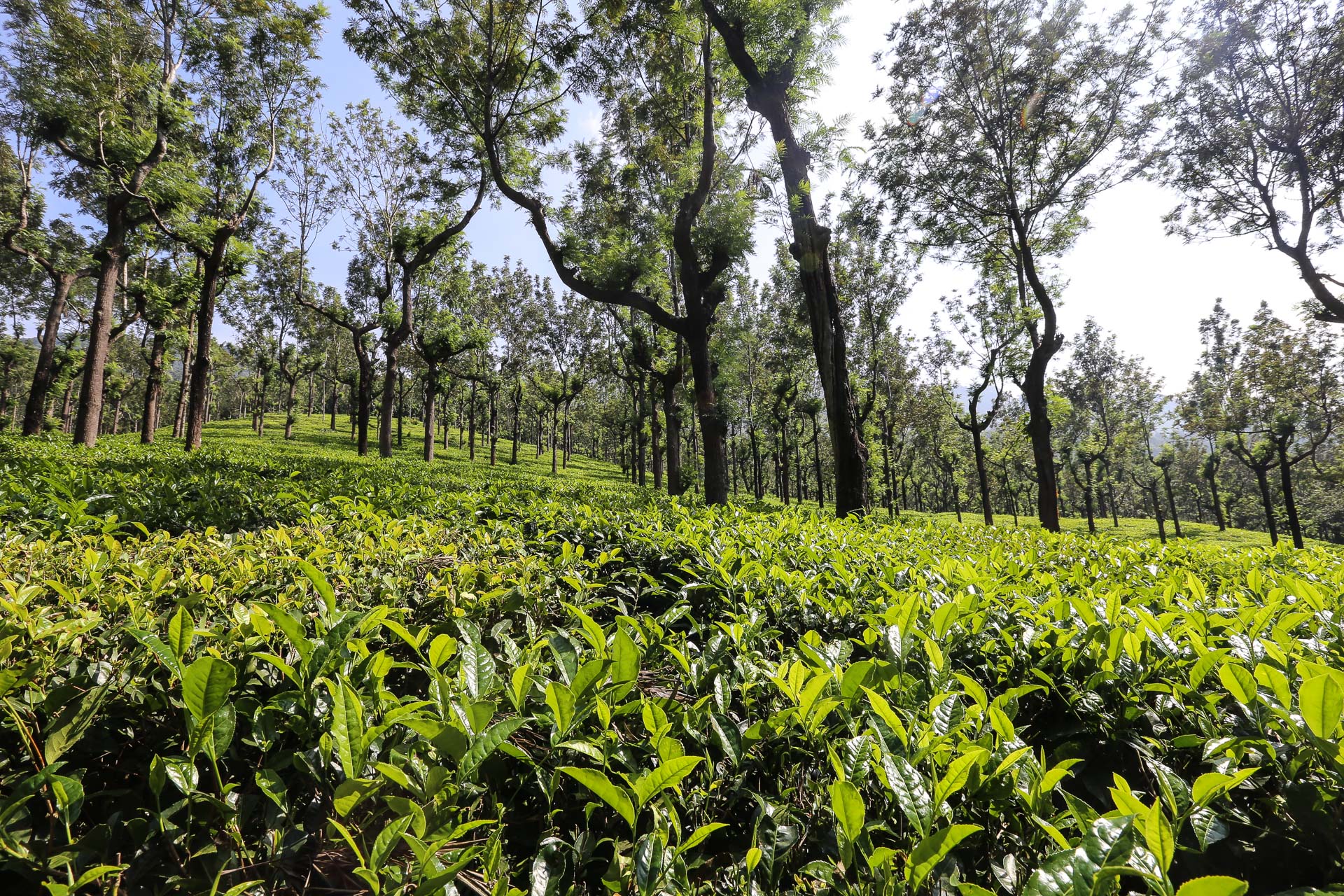 De Mysore à Ooty