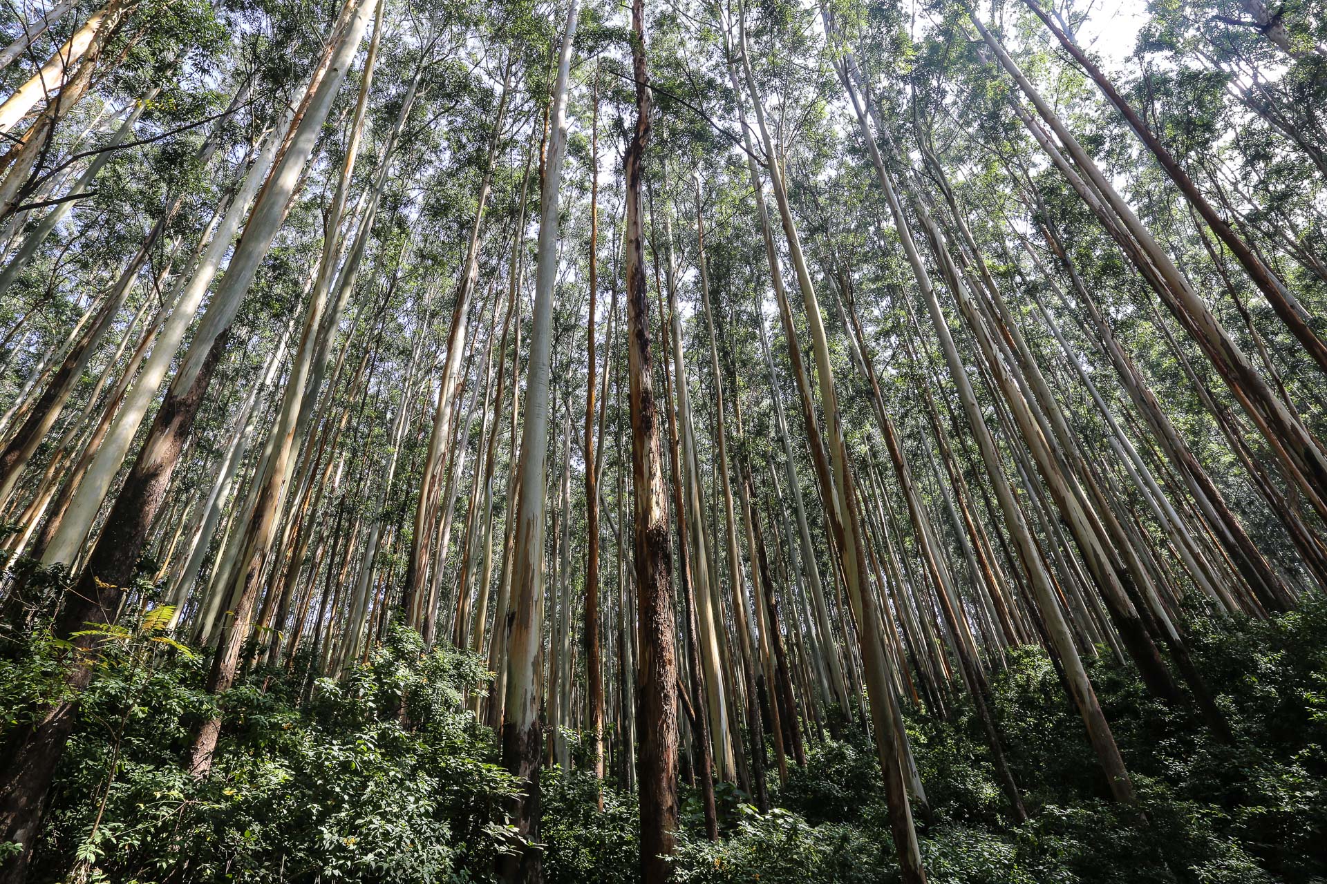 De Mysore à Ooty