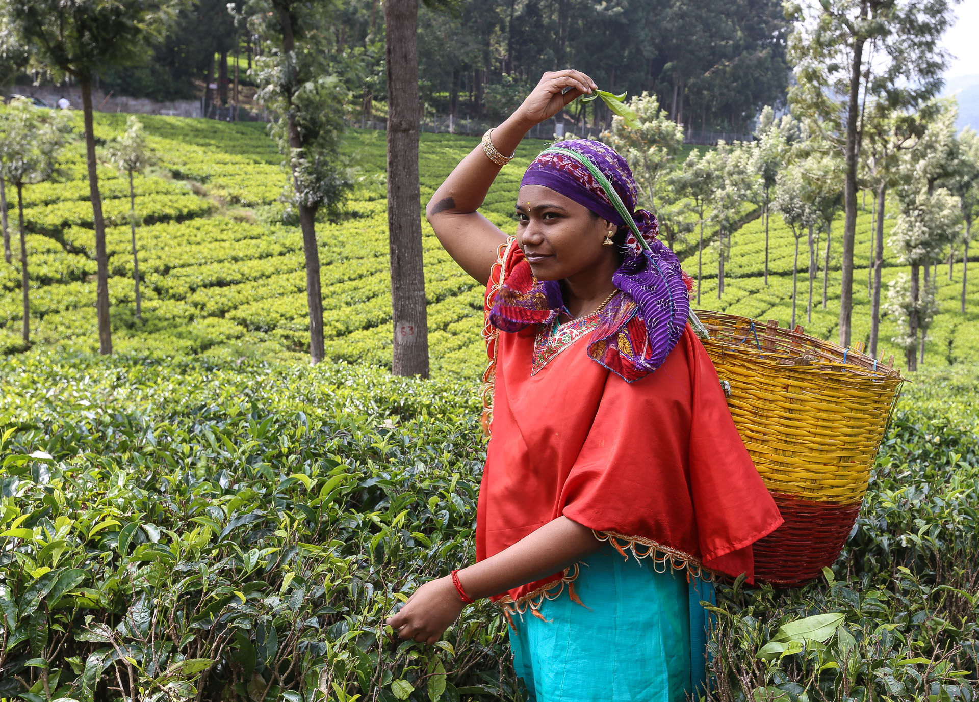 Autour de Ooty